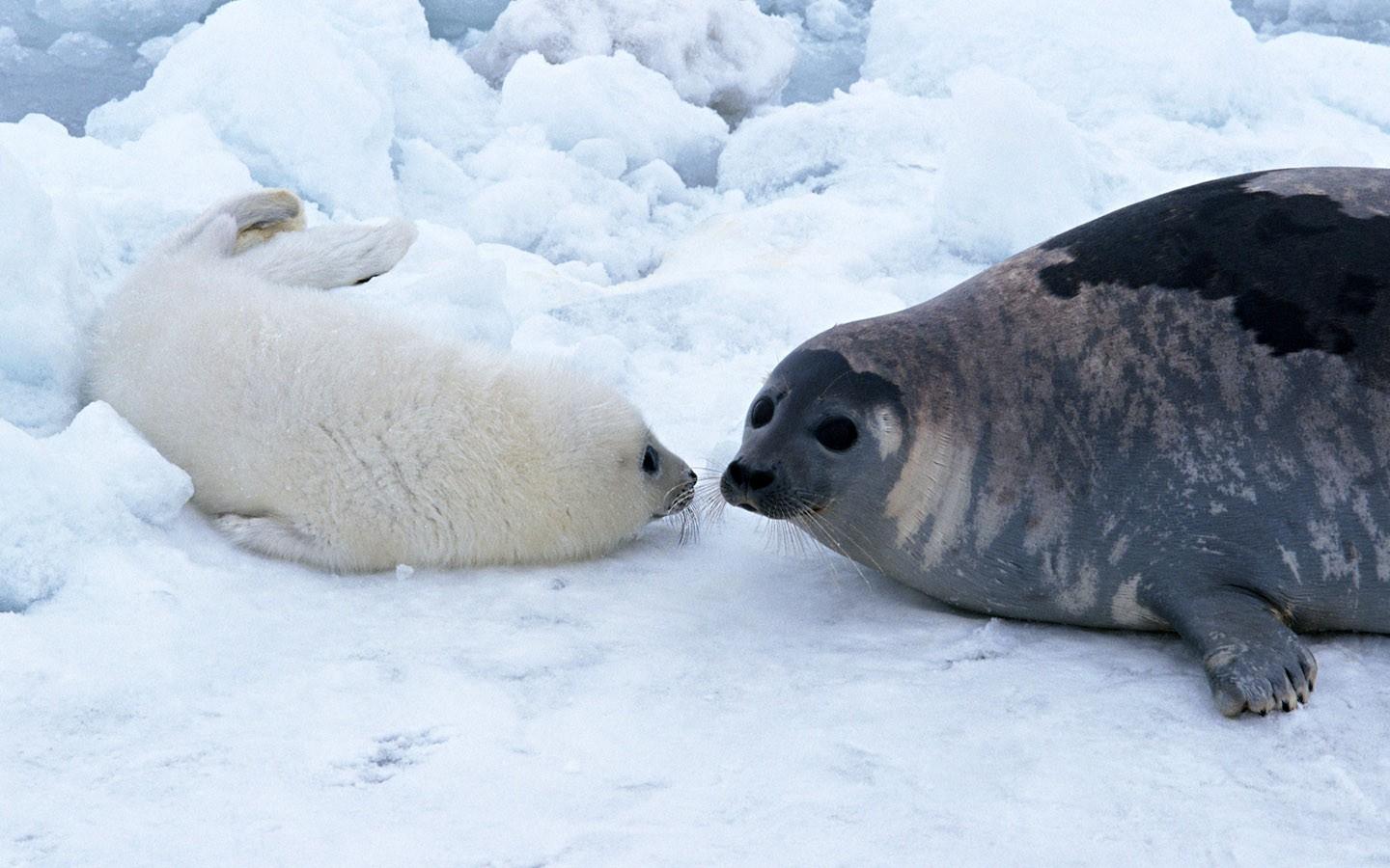 “辽东湾精灵”斑海豹：晋升一级保护动物后首次大规模放归，下一步……