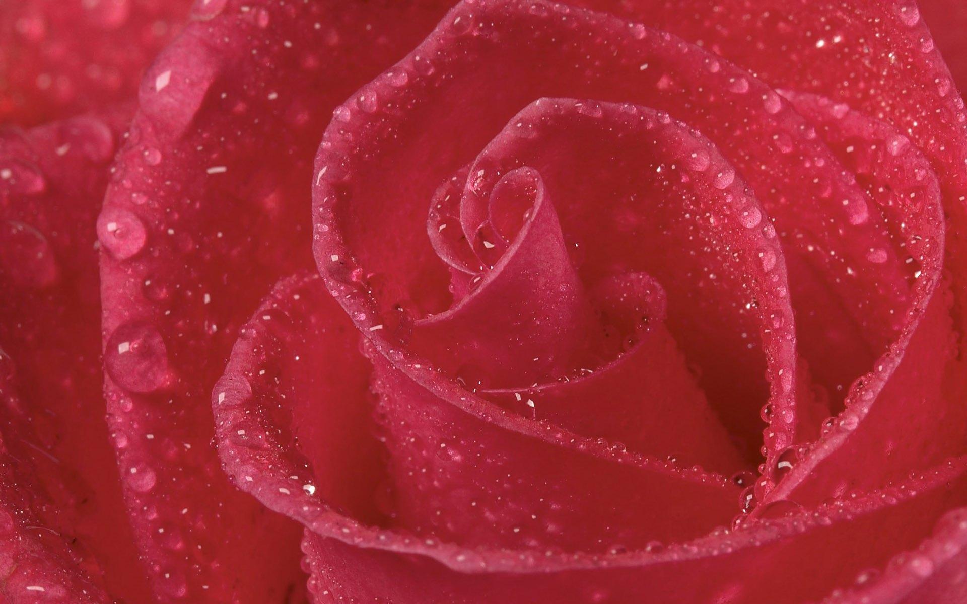 玫红色玫瑰花图片素材-编号14372112-图行天下