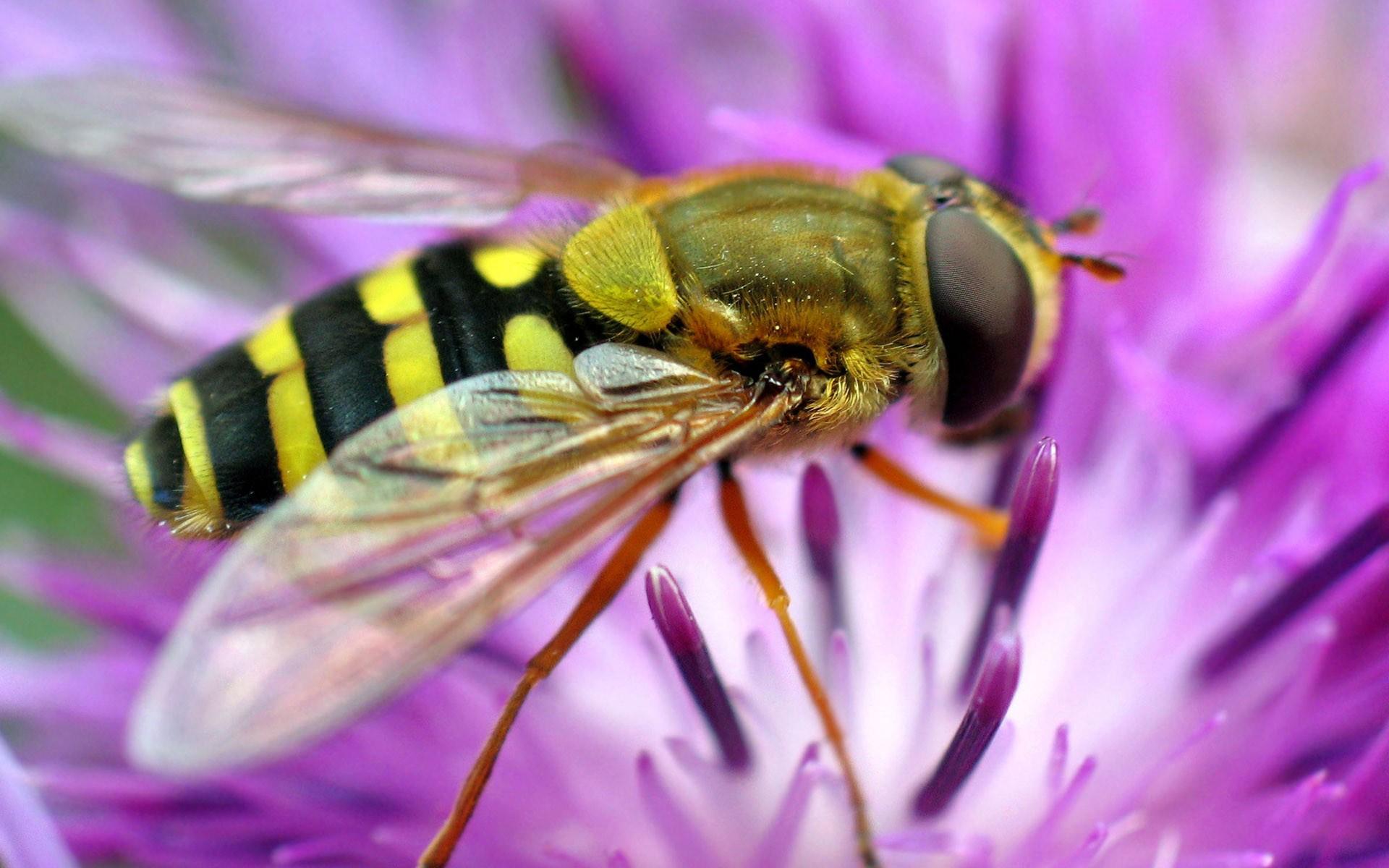 下载手机图片:蜜蜂, 昆虫，免费37487。