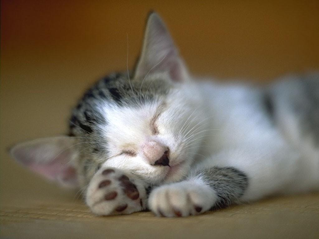 懒睡的小猫可爱镜头宽屏壁纸_我爱桌面网提供