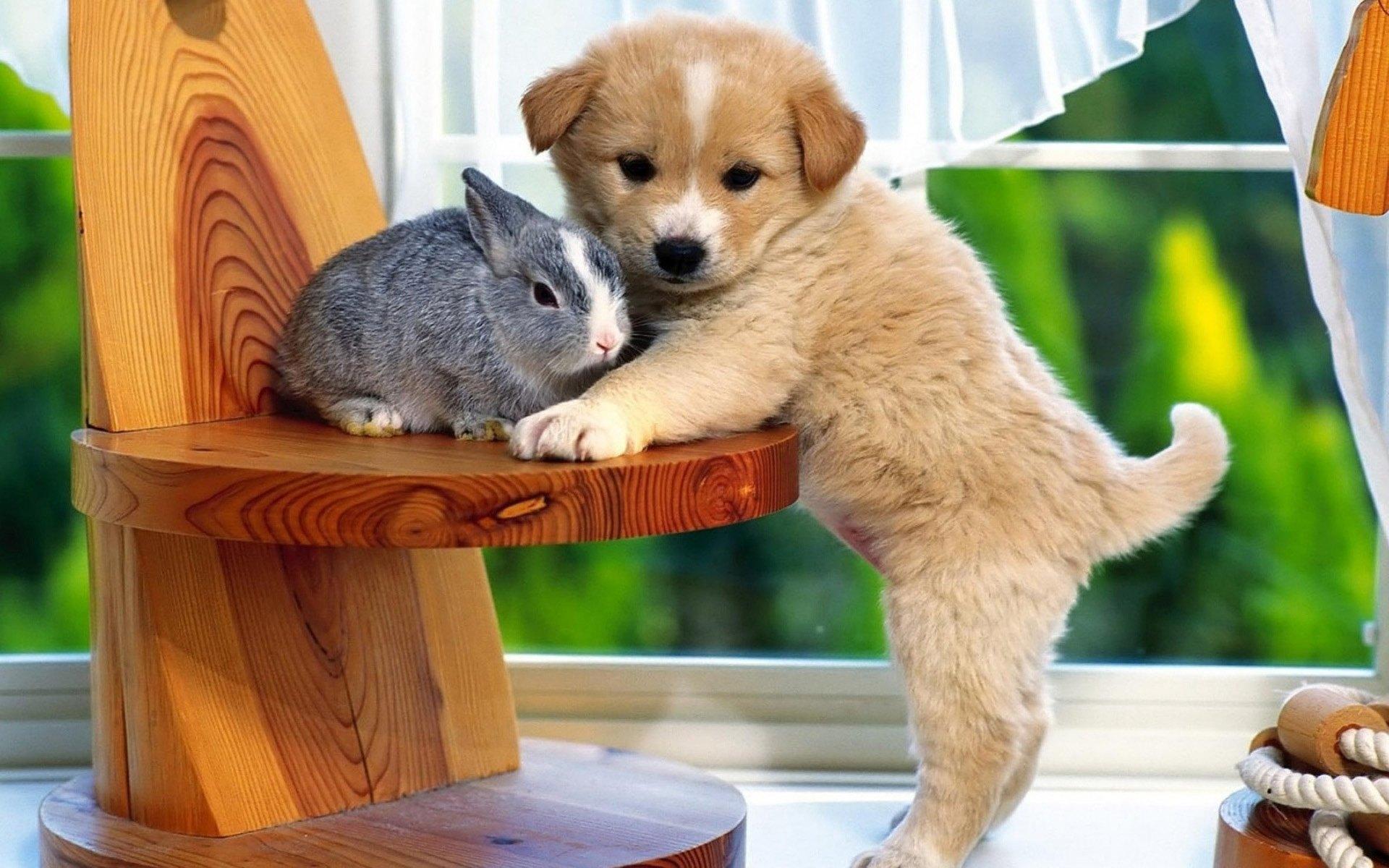 可爱兔子和小狗摄影图__家禽家畜_生物世界_摄影图库_昵图网nipic.com