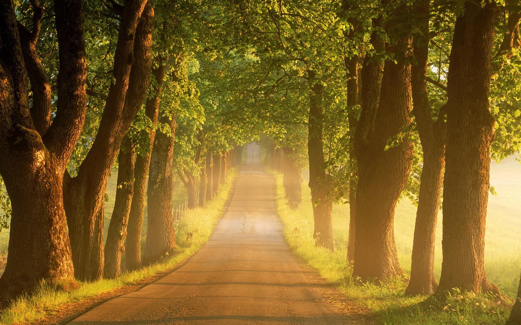 Free Images : landscape, tree, nature, forest, grass, road, trail, countryside, leaf, fall ...
