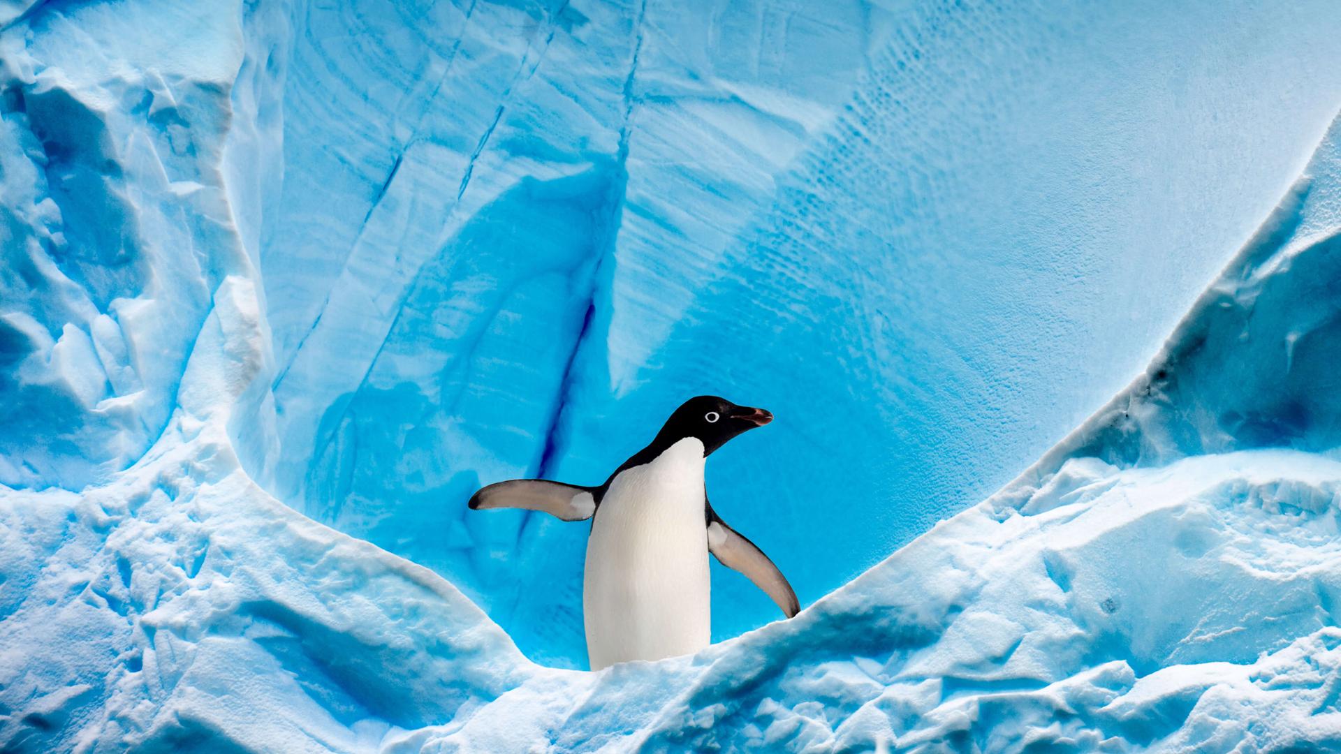 企鹅 蓝色 水 动物 4K壁纸壁纸(动物静态壁纸) - 静态壁纸下载 - 元气壁纸