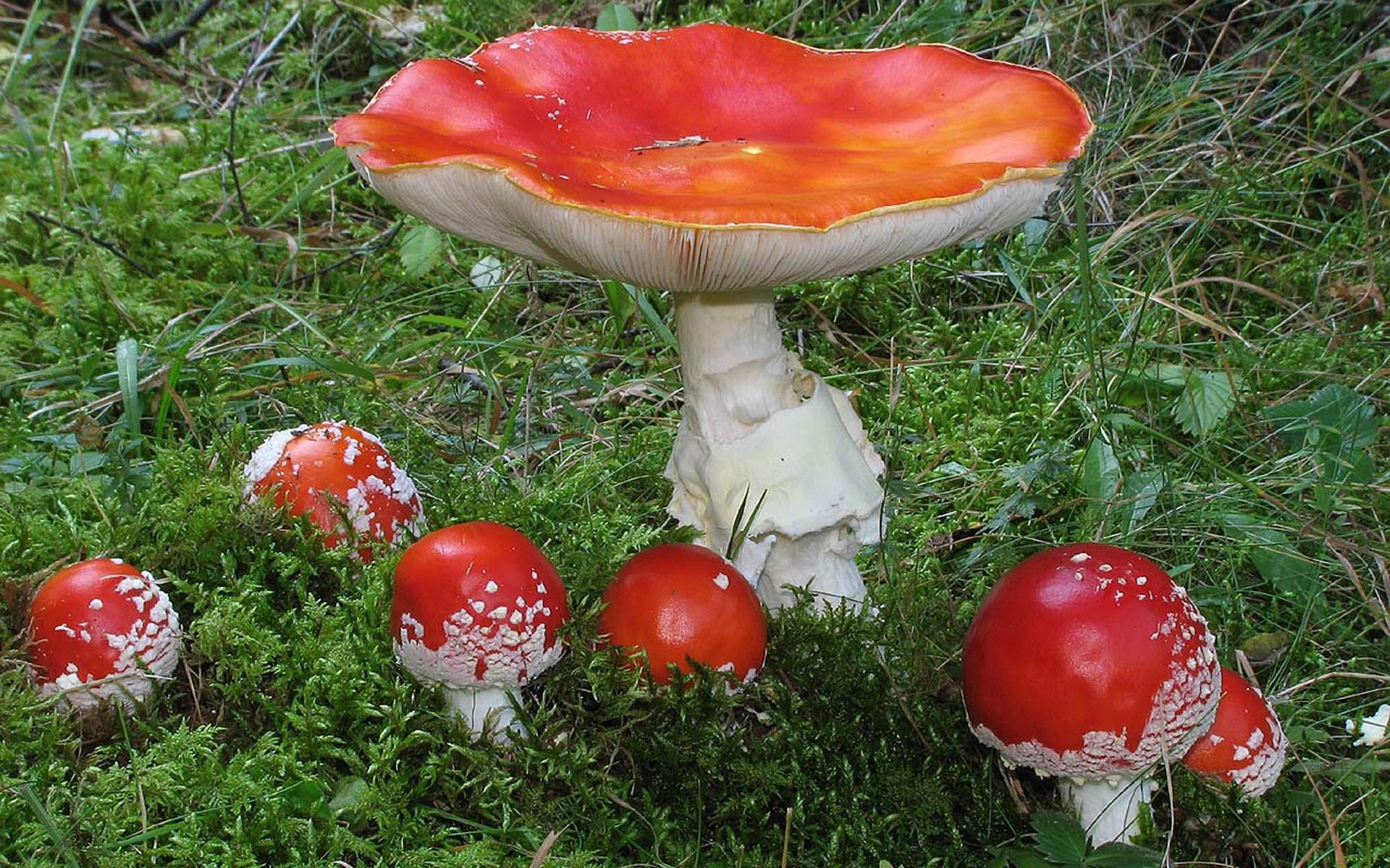 雨中蘑菇高清图片下载-正版图片500388841-摄图网