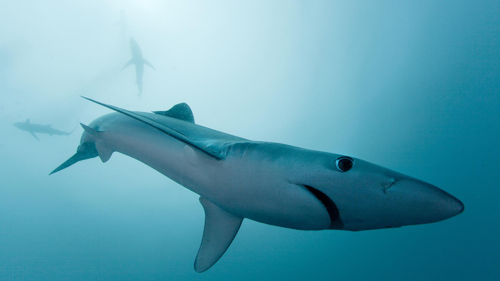 海洋生物大白鲨图片下载 - 觅知网