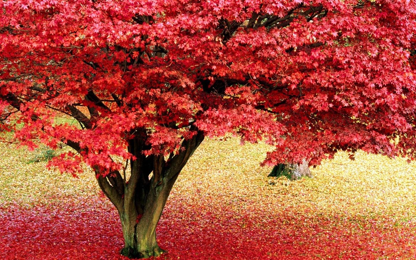 高清晰红叶枫树林壁纸
