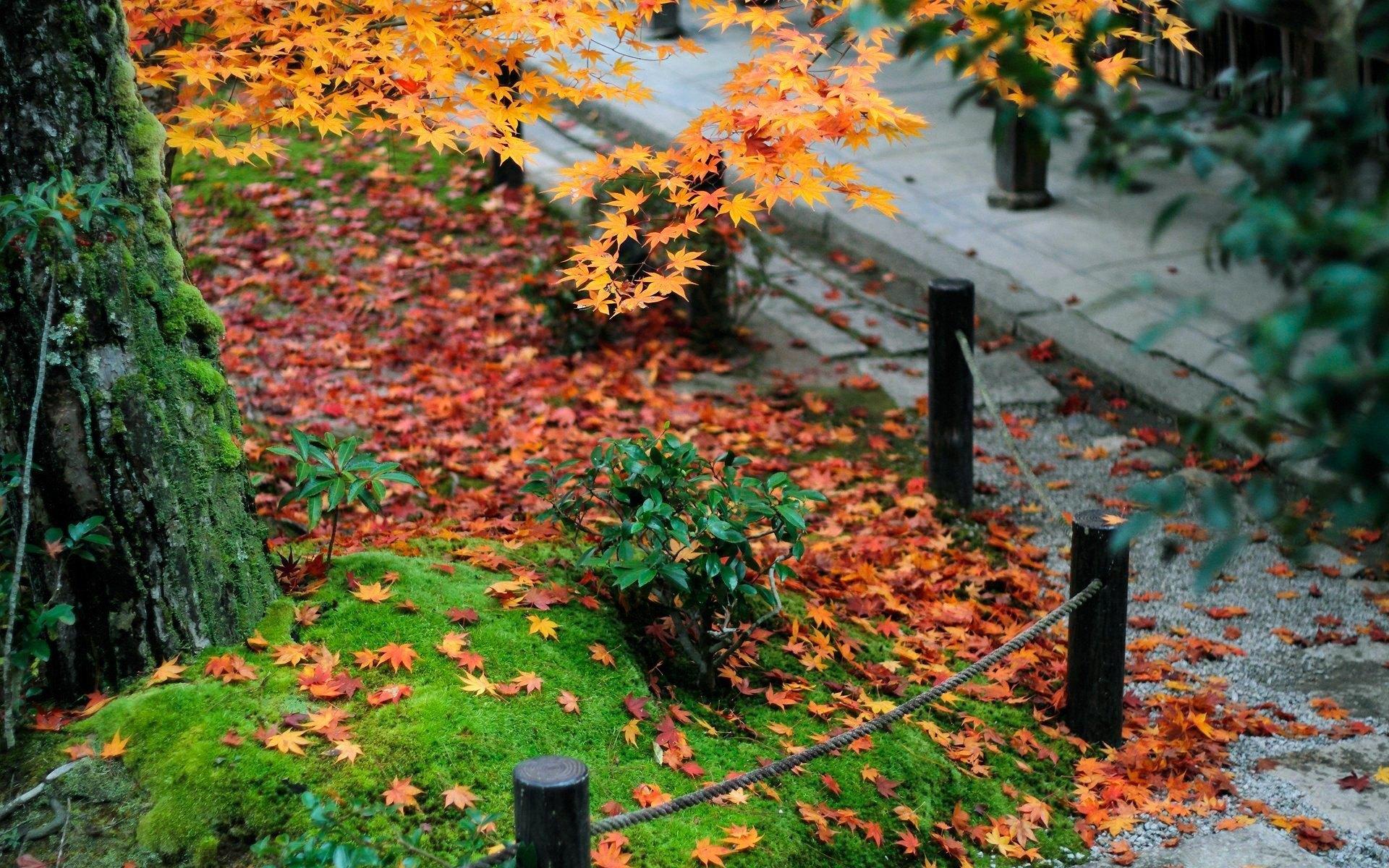 林中金色秋天落叶唯美风景桌面壁纸-壁纸图片大全
