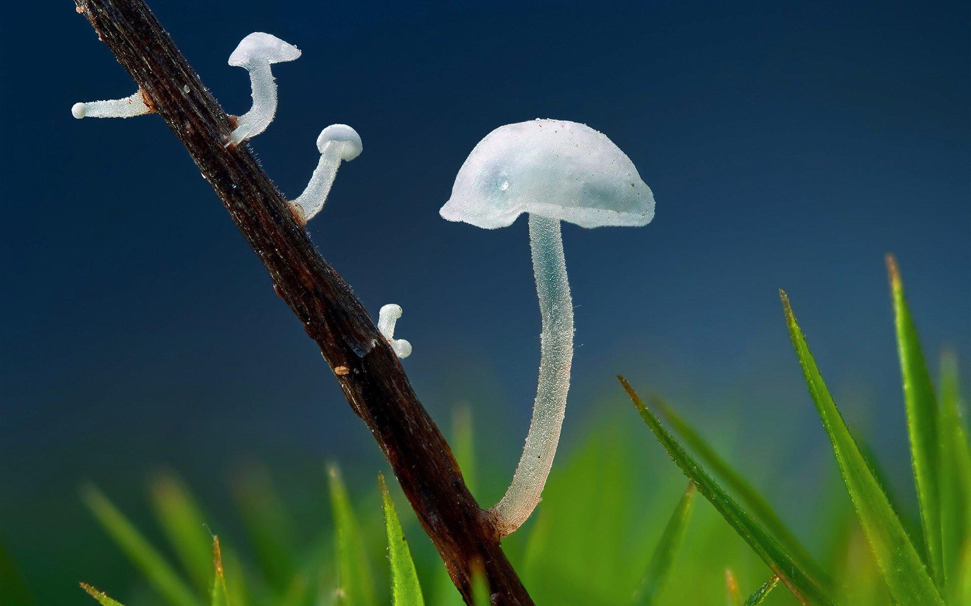 可爱的蘑菇君|摄影|风光摄影|MOGOD - 原创作品 - 站酷 (ZCOOL)