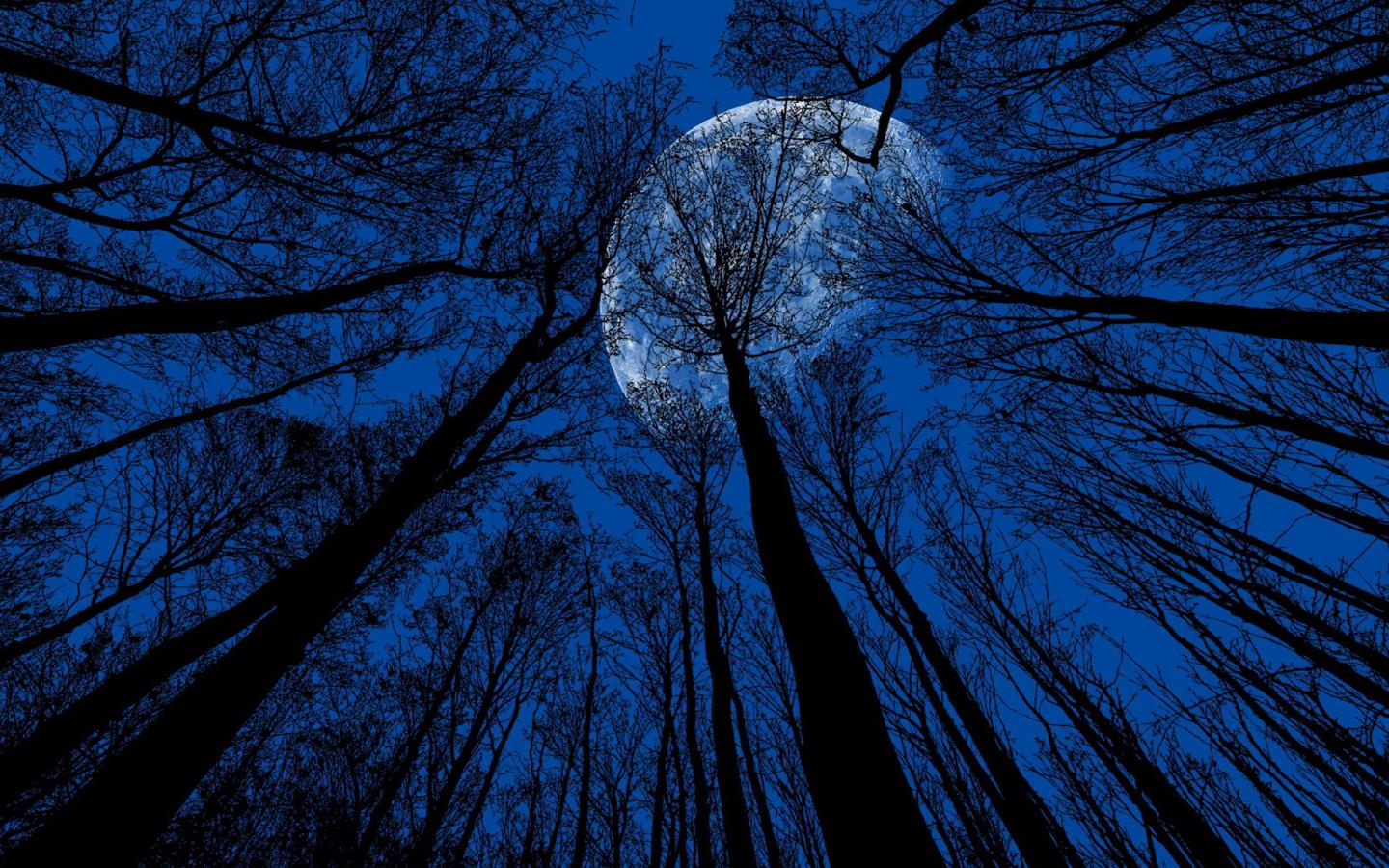 静谧的森林与夜空中皎洁明亮的月亮交相呼应