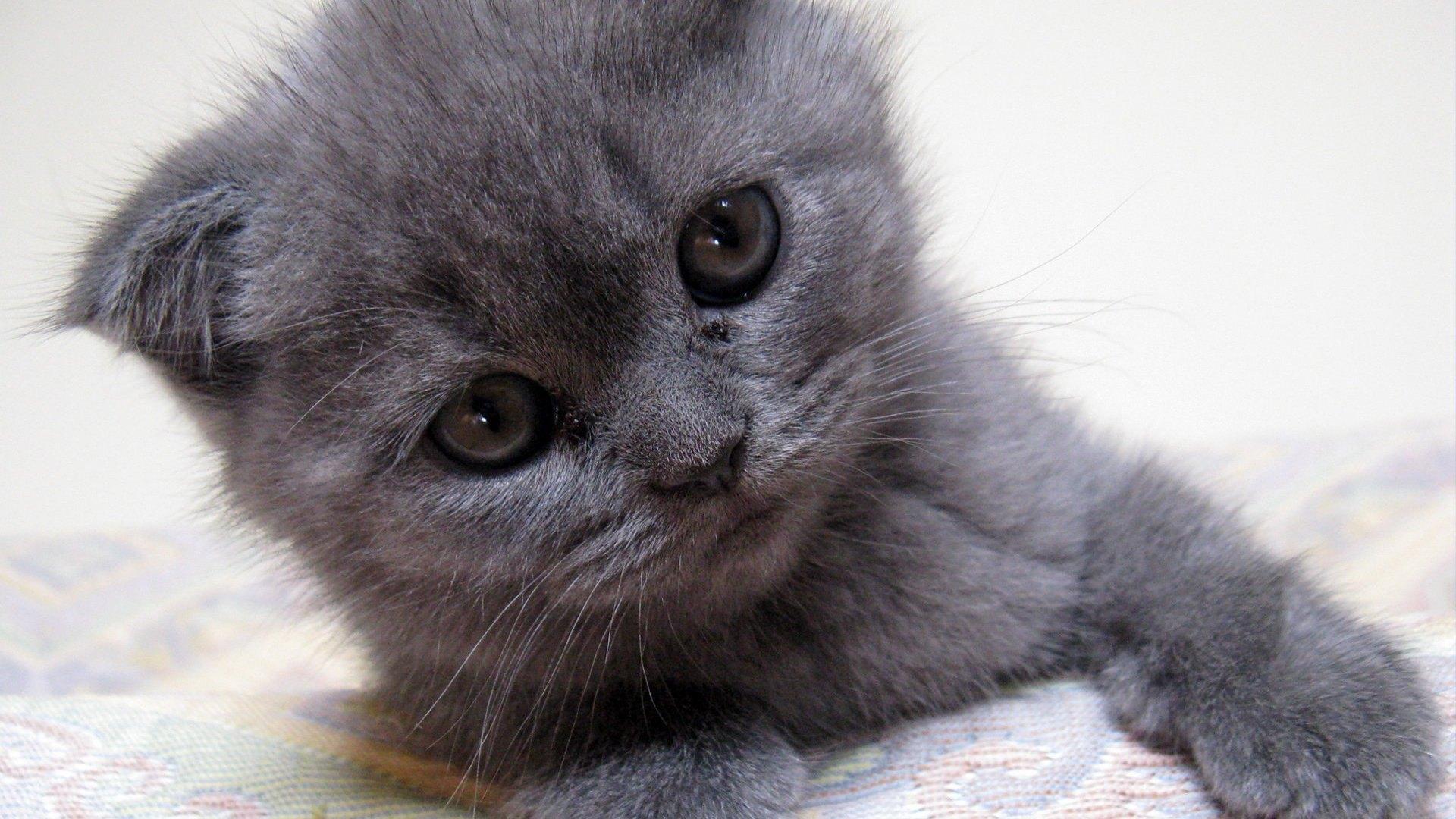 可爱逗人的灰色小猫咪高清壁纸下载-壁纸图片大全