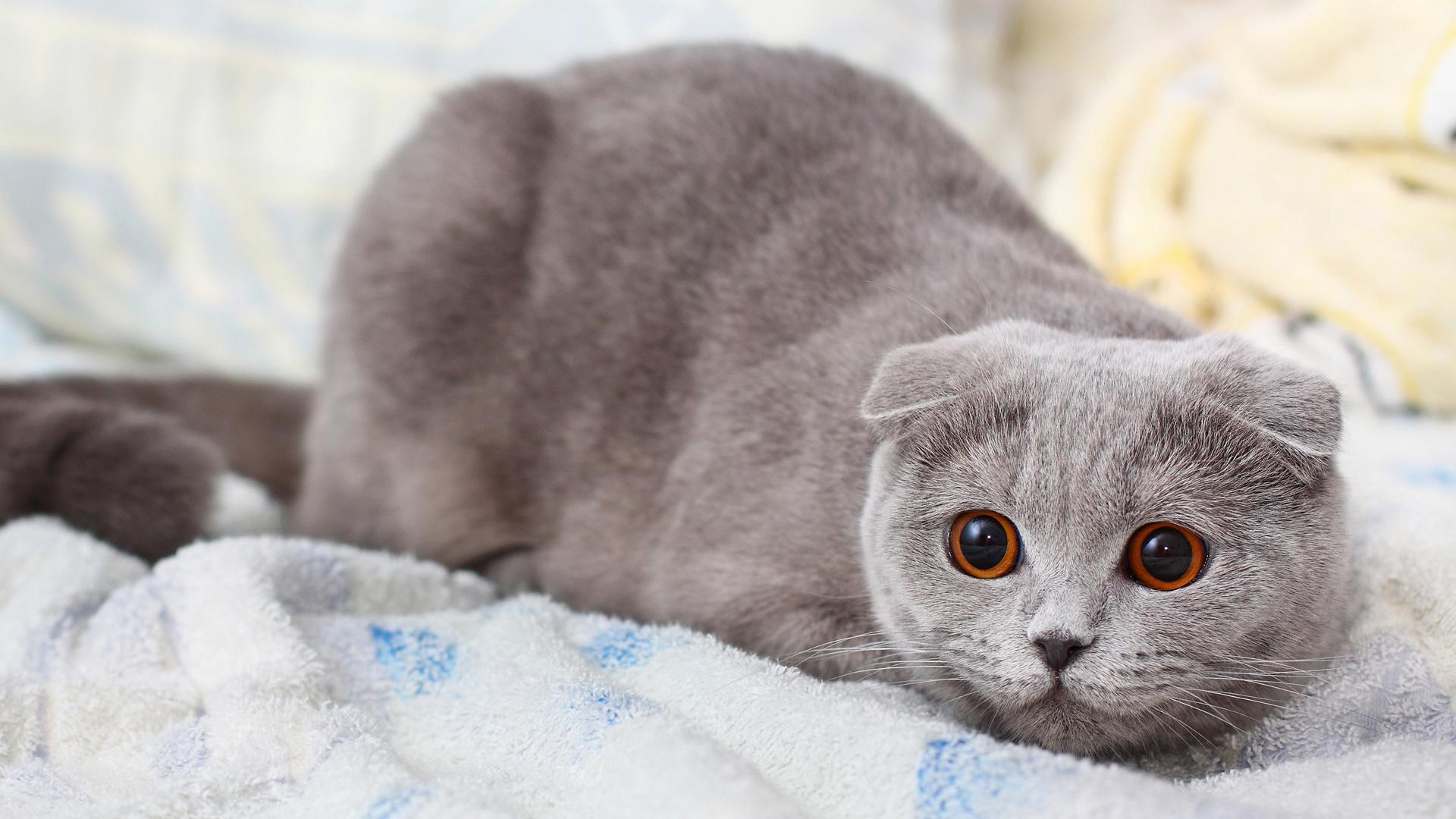灰色可爱猫咪桌面壁纸-壁纸图片大全