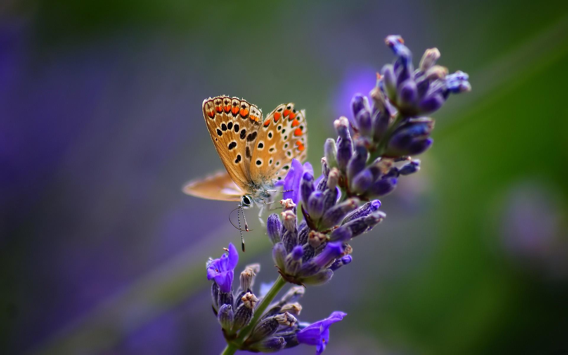 Lavender And Butterflies Wallpapers - Wallpaper Cave