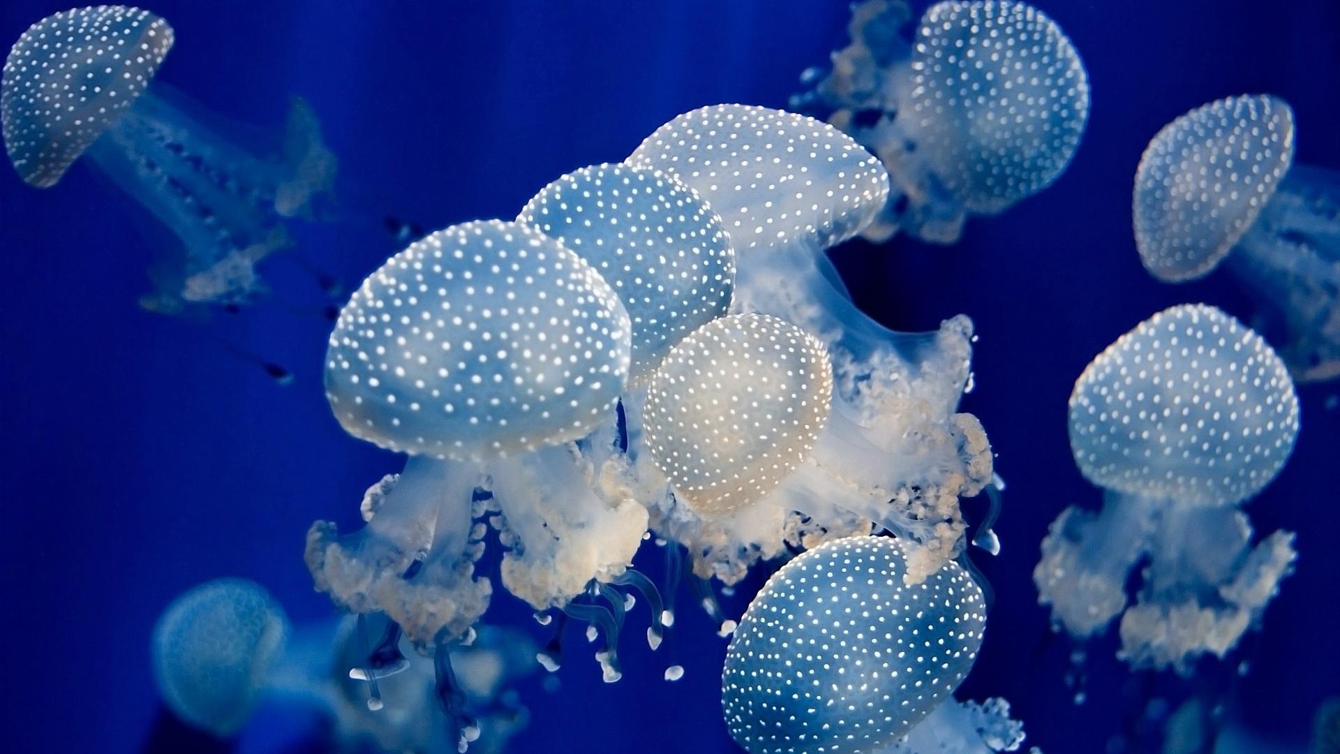 海洋生物水母图片高清手机壁纸_手机壁纸_mm4000图片大全
