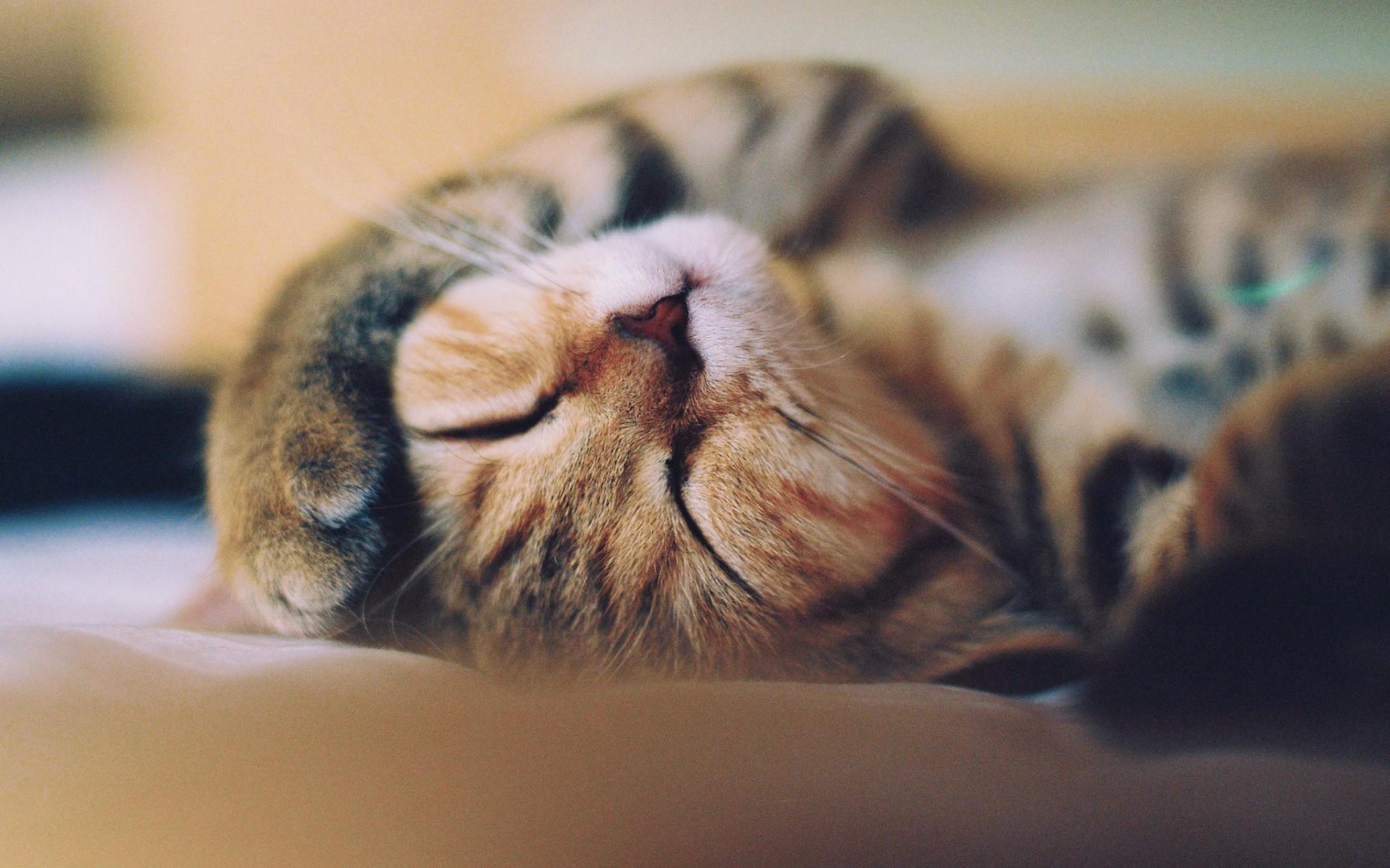 小猫 可爱睡姿 4K壁纸_4K动物图片高清壁纸_墨鱼部落格