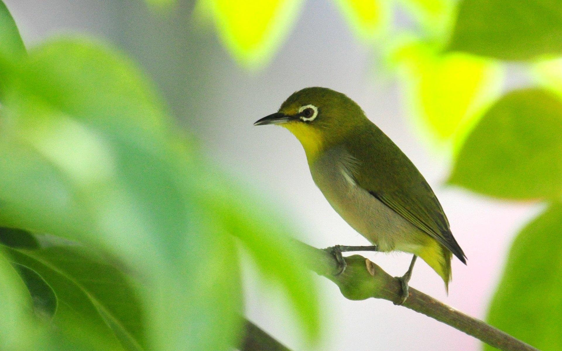 绿色的鸟 绿鸟栖息在树枝上 坐 - Pixabay上的免费照片 - Pixabay