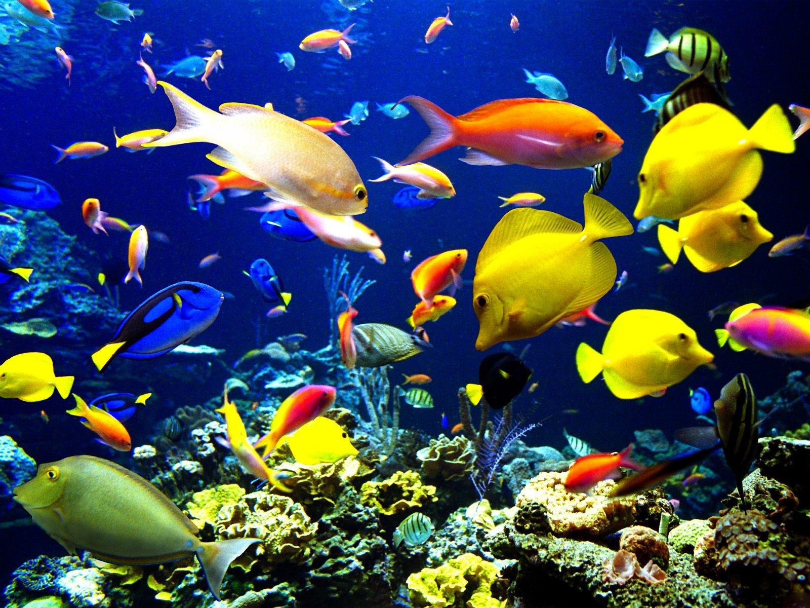 海底的珊瑚与游动的鱼44552_海底/鱼_动物类_图库壁纸_68Design