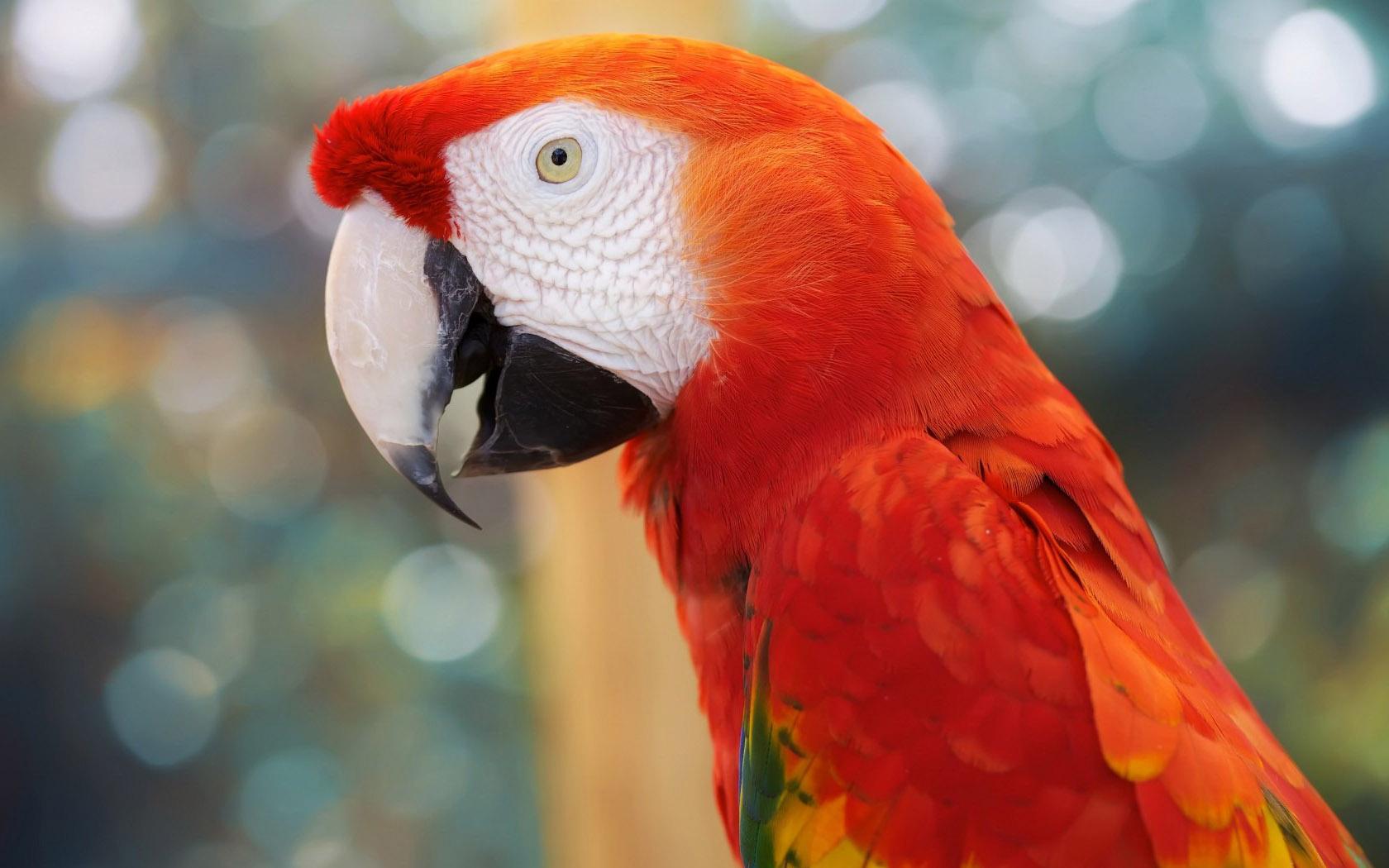 electus parrots – Fly Babies Aviary