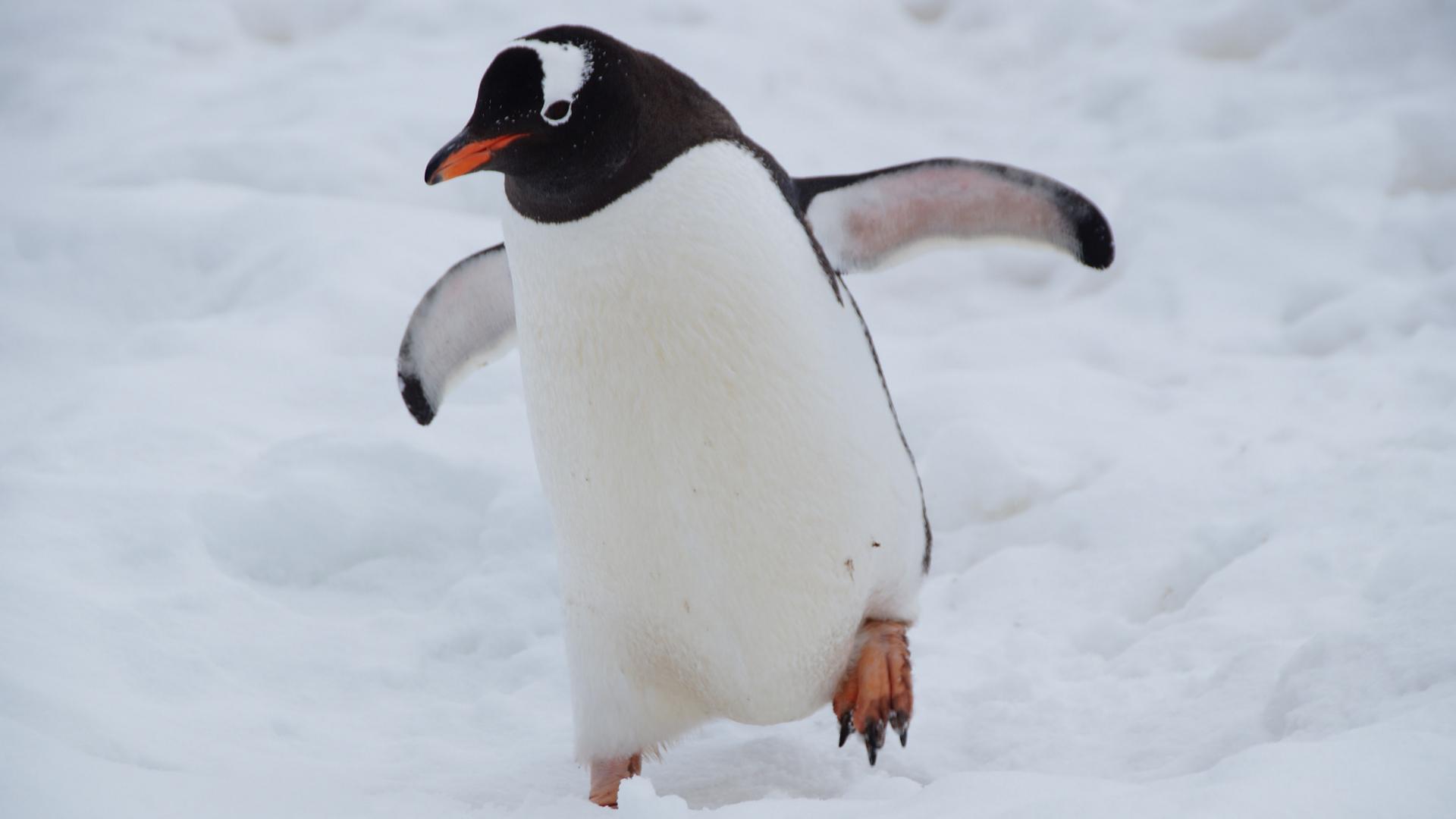 企鹅意识日：关于企鹅，你不知道的5件事|动物文化