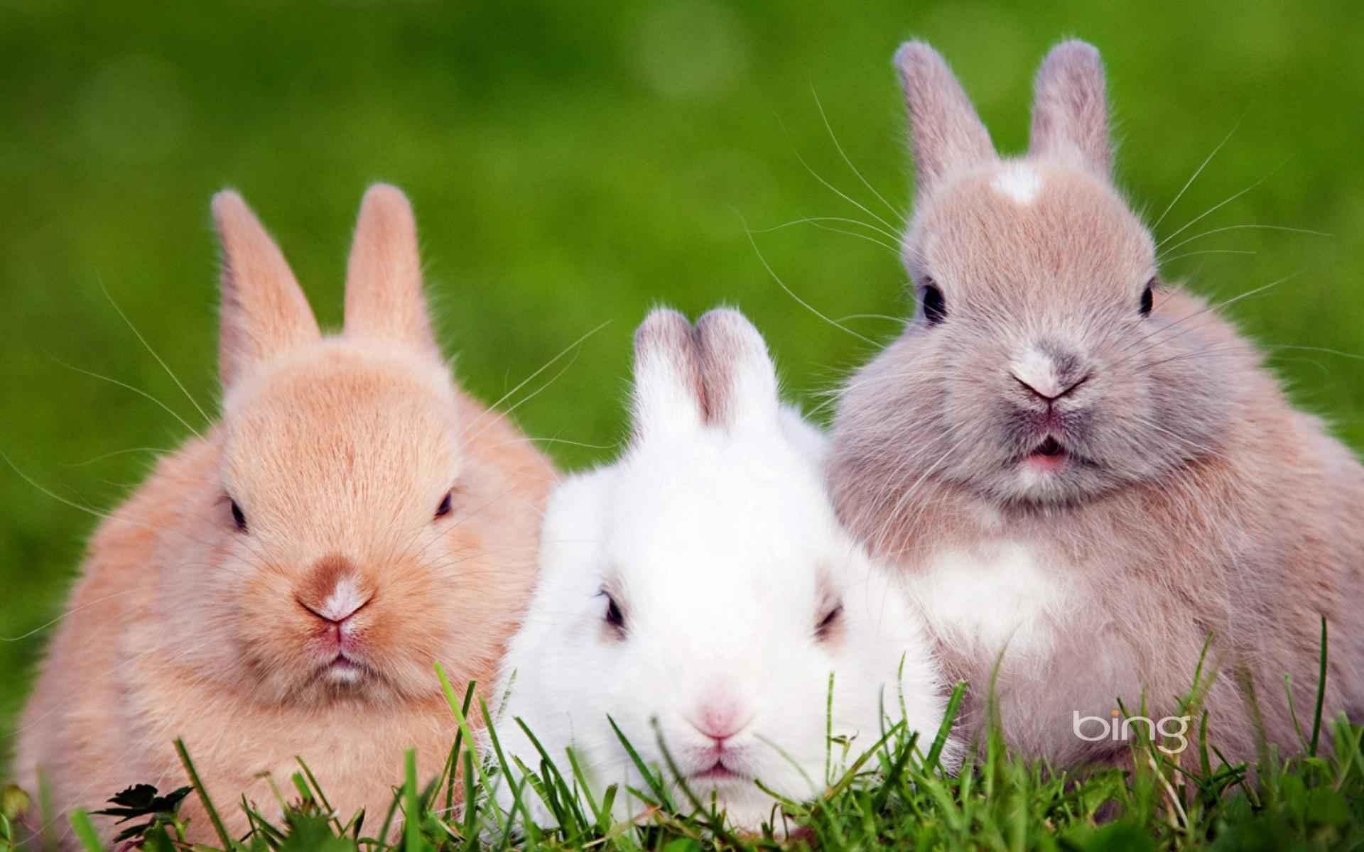 三只可爱的小兔子-壁纸图片大全