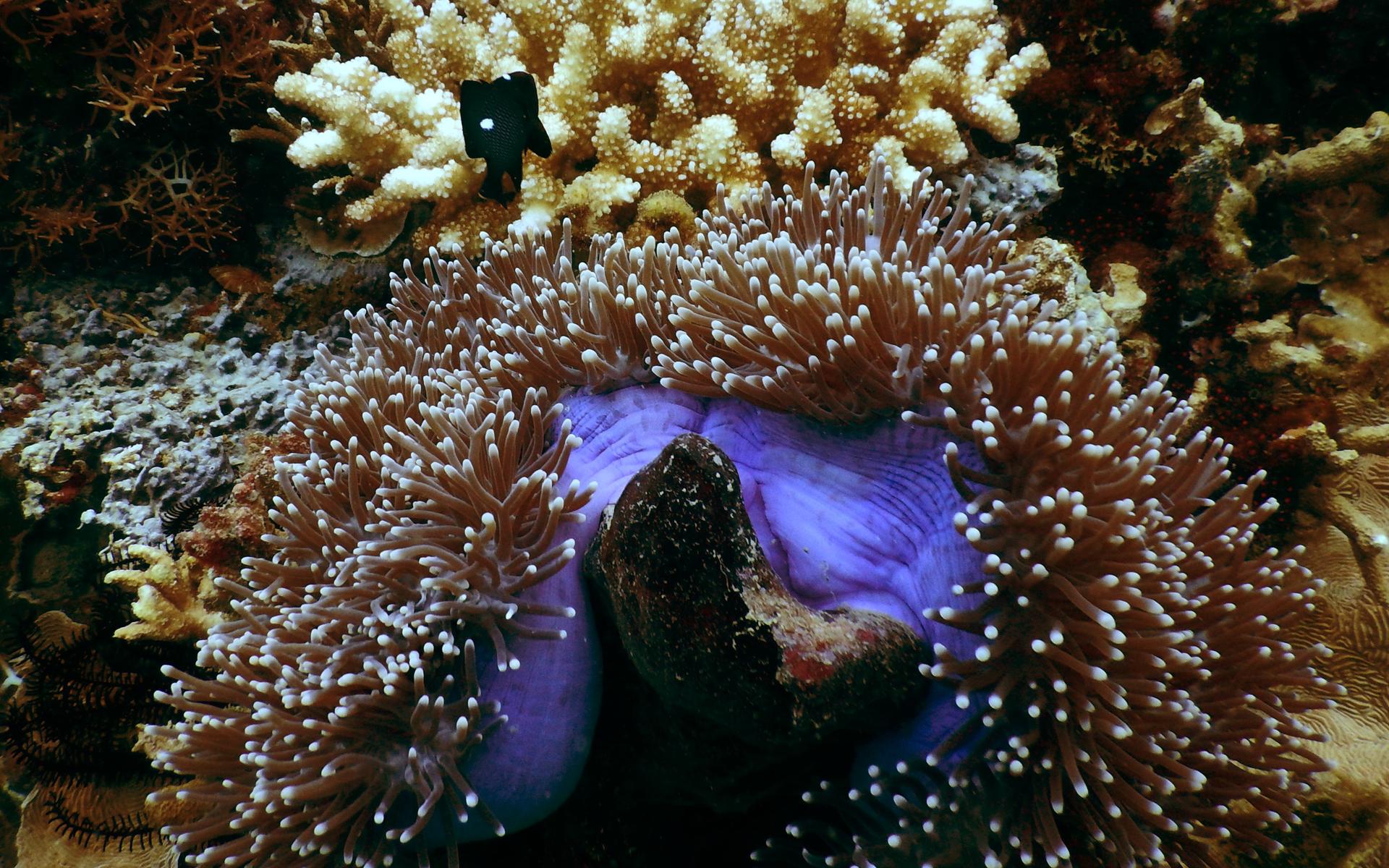 珊瑚的分类 软珊瑚 LPS SPS NPS | Duke Yin 尹德磊