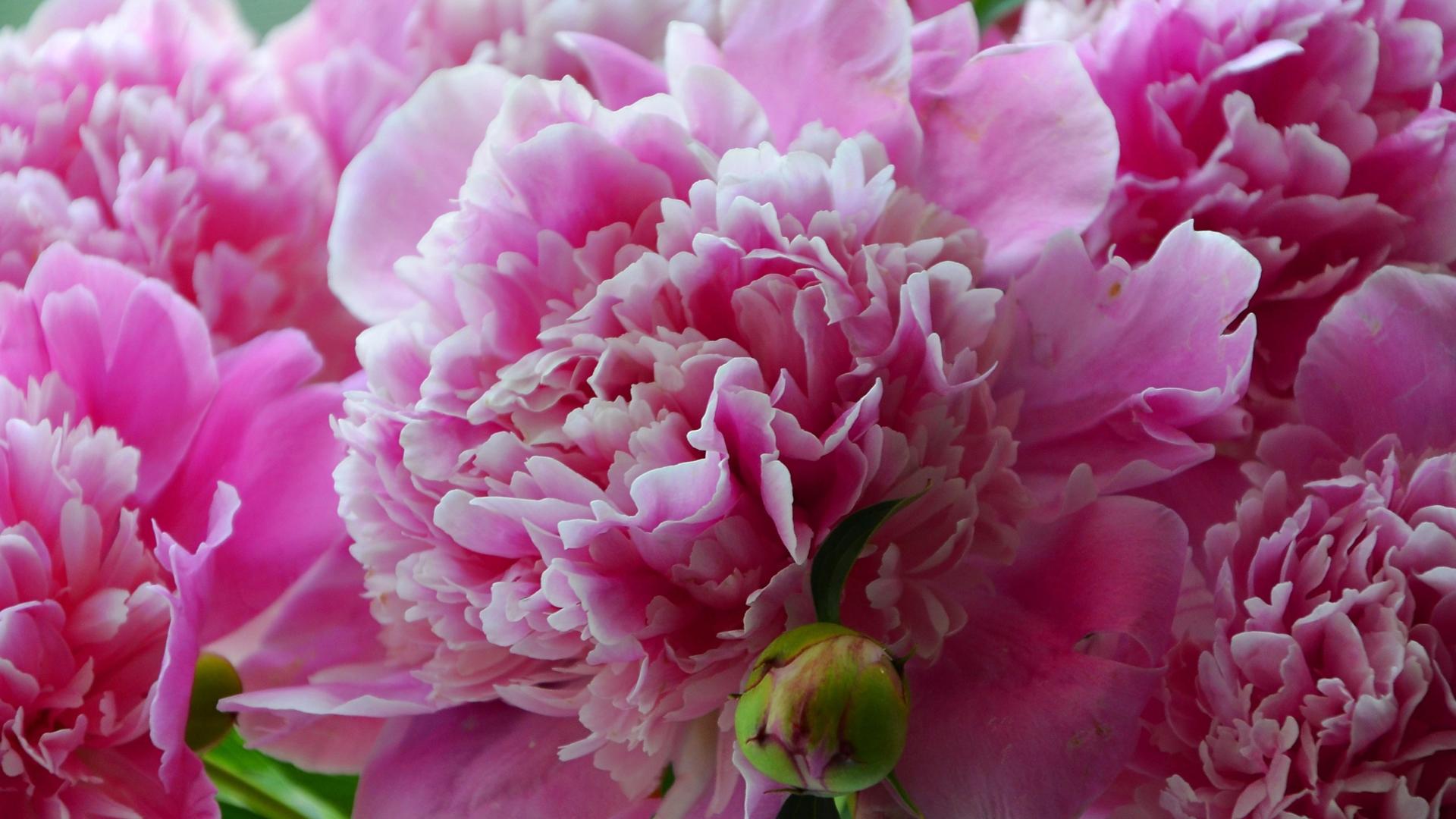 美丽的花朵-鲜艳的牡丹花摄影壁纸预览 | 10wallpaper.com