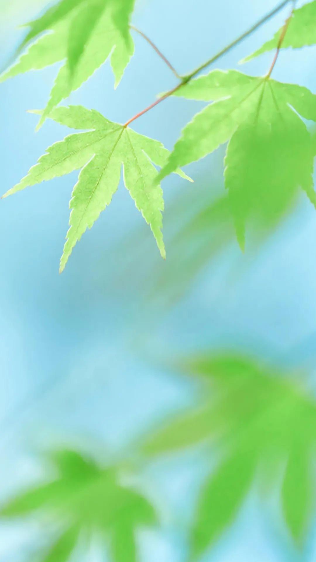 清新养眼绿叶植物写真壁纸预览 | 10wallpaper.com