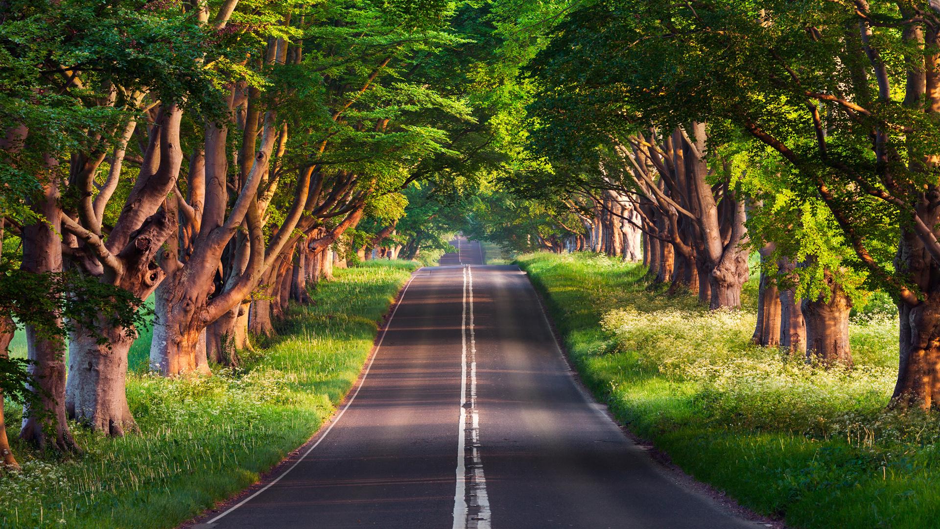 道路和树高清摄影大图-千库网