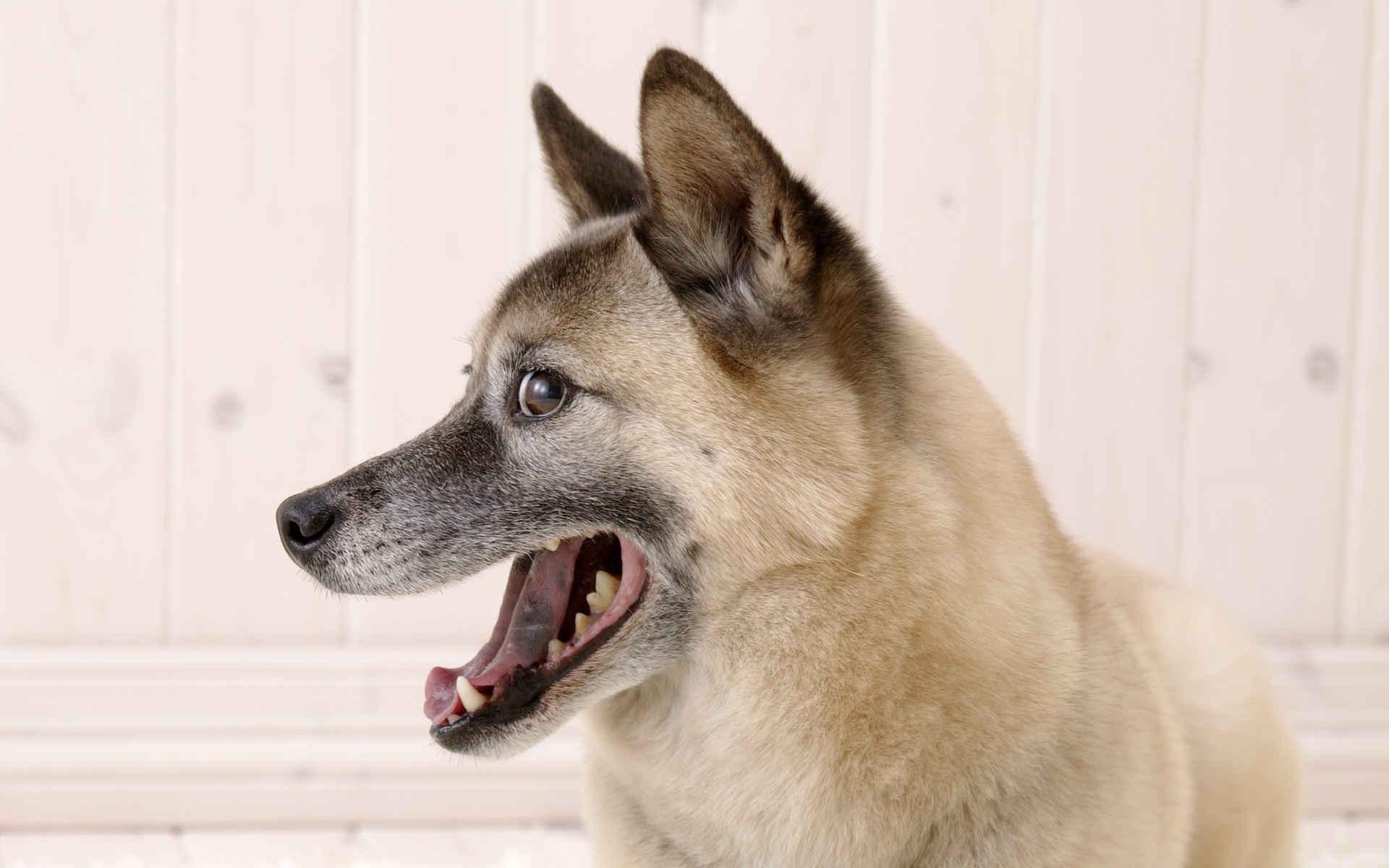 比特犬 狗 - Pixabay上的免费照片 - Pixabay