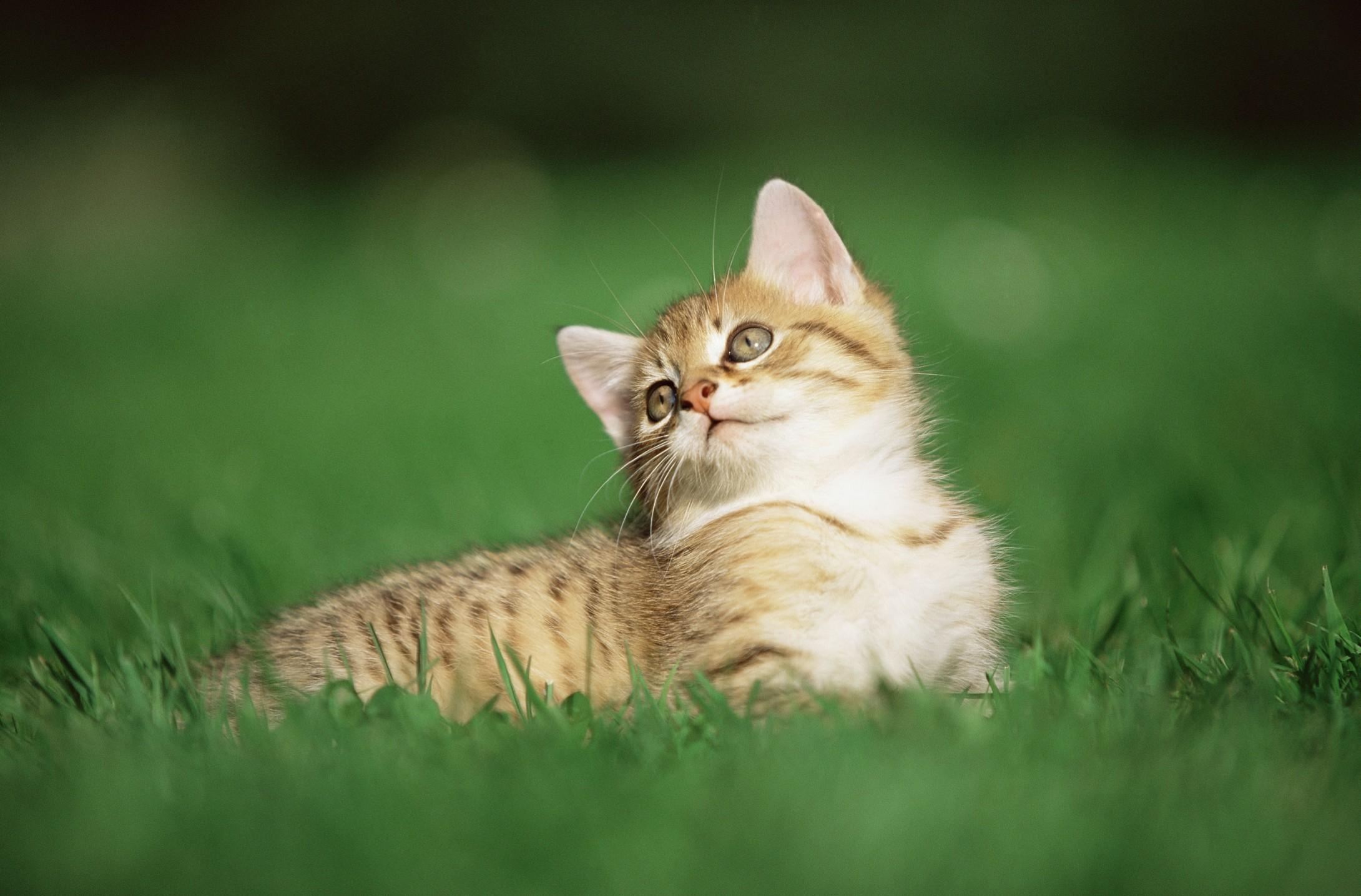 高清可爱猫咪写真_动物_太平洋科技