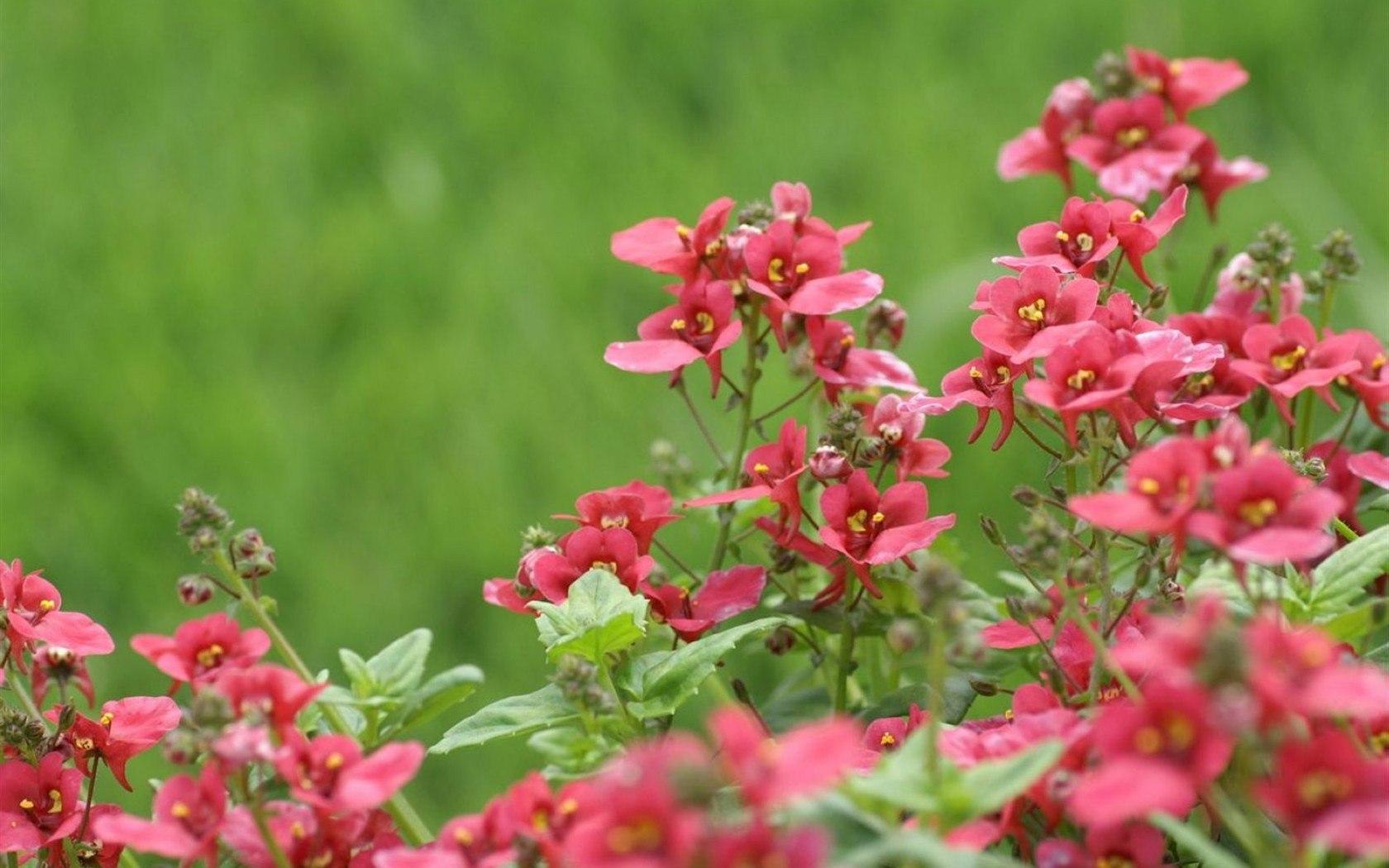 农民丰收丨新疆察布查尔：红花朵朵开 收入节节升 -天山网 - 新疆新闻门户