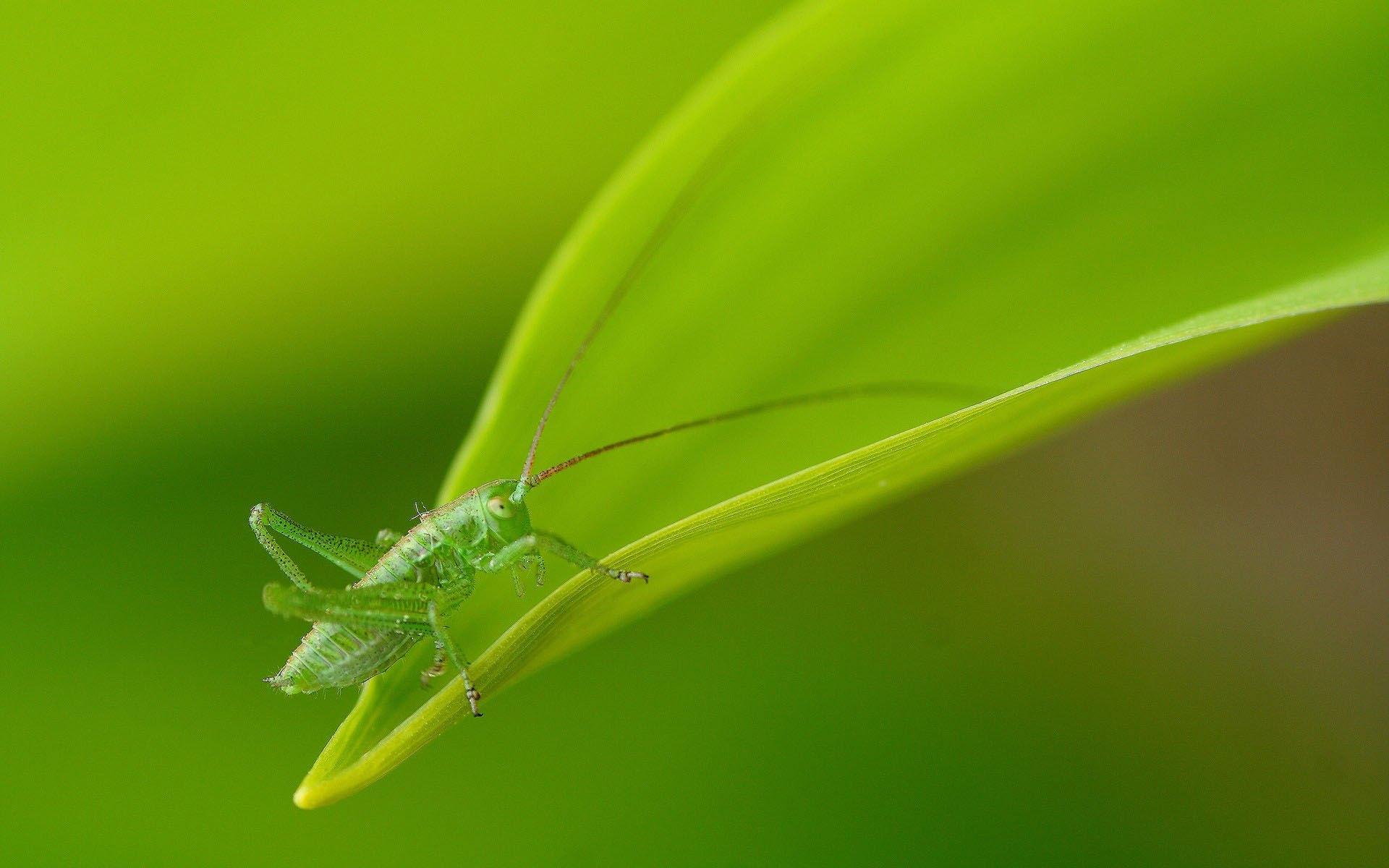 Free Images : green, produce, insect, bug, yellow, fauna, invertebrate, caterpillar, close up ...