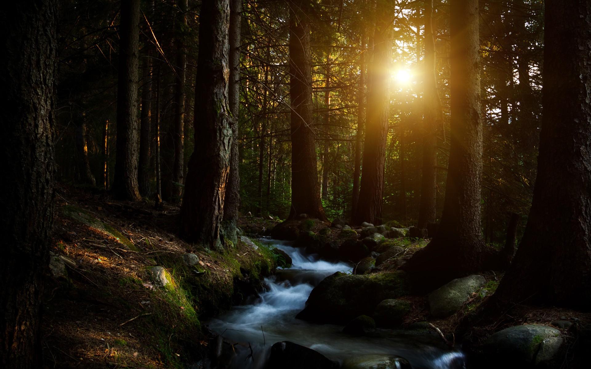 阳光照进森林深处唯美风格自然风景图片壁纸 - 摄影 - 亿图全景图库