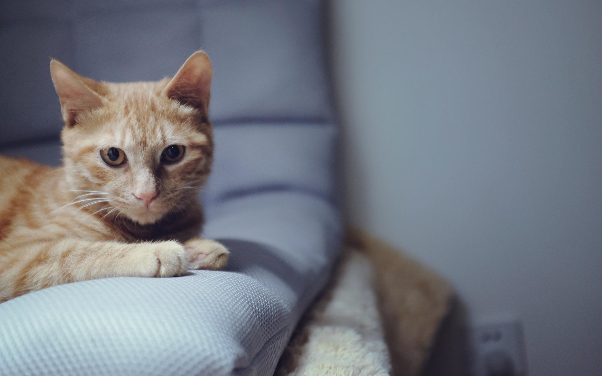 一只美丽的小猫坐在灰色的沙发上照片摄影图片_ID:154526203-Veer图库