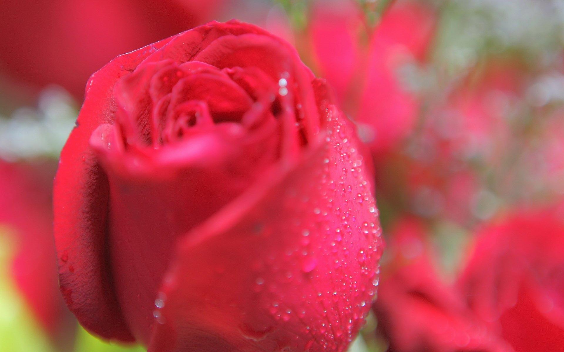 红色，玫瑰花，花瓣，超高清壁纸1920x1080高清大图_彼岸桌面