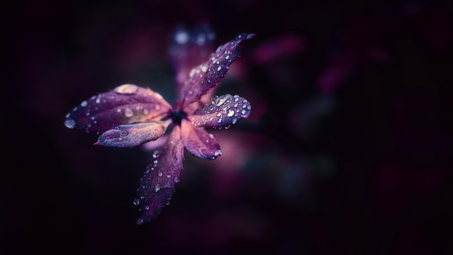 雨中美丽的花朵图片雨水节气壁纸 -桌面天下（Desktx.com）