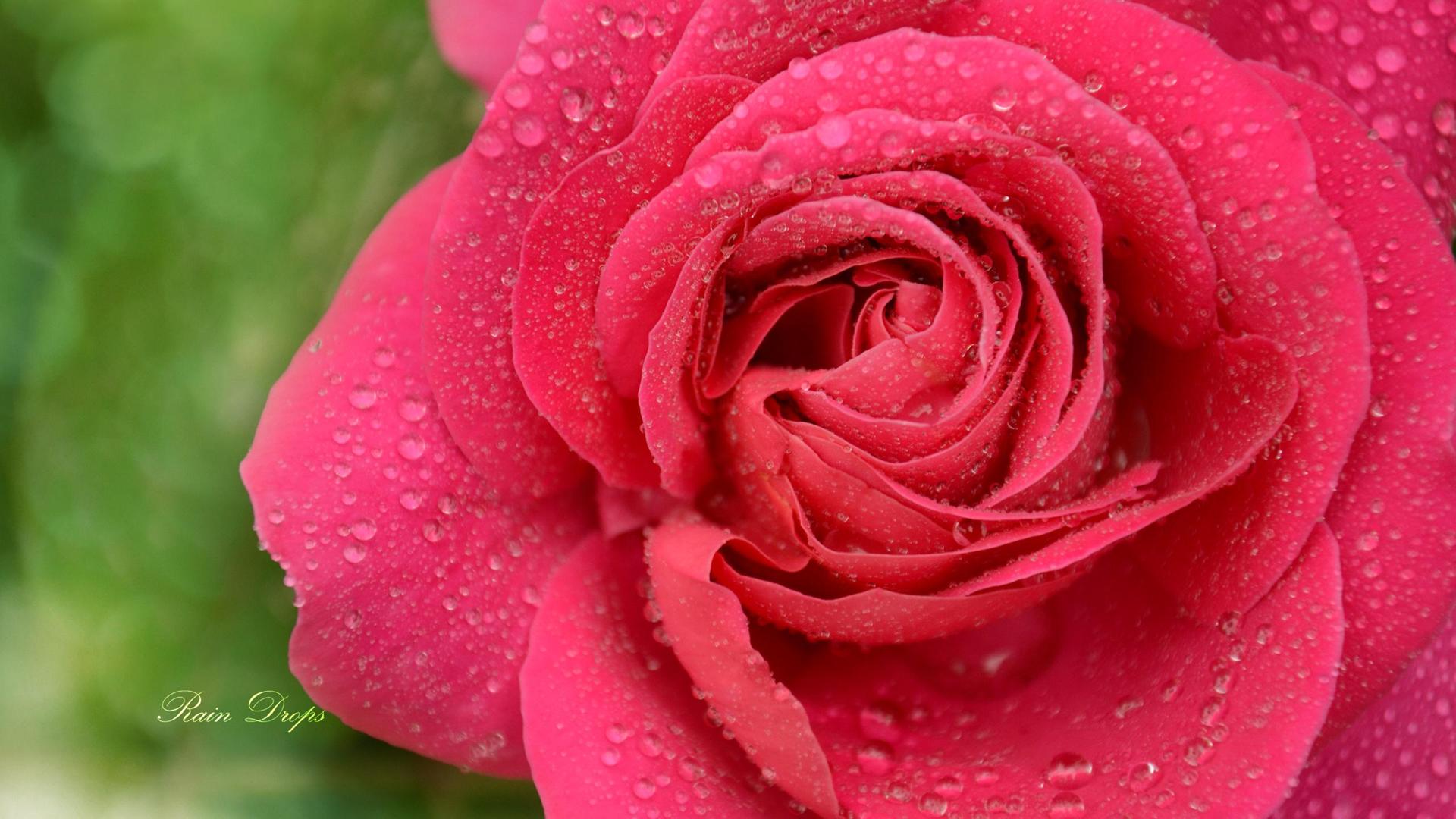 鲜嫩的粉红色玫瑰花图片唯美桌面壁纸-壁纸图片大全