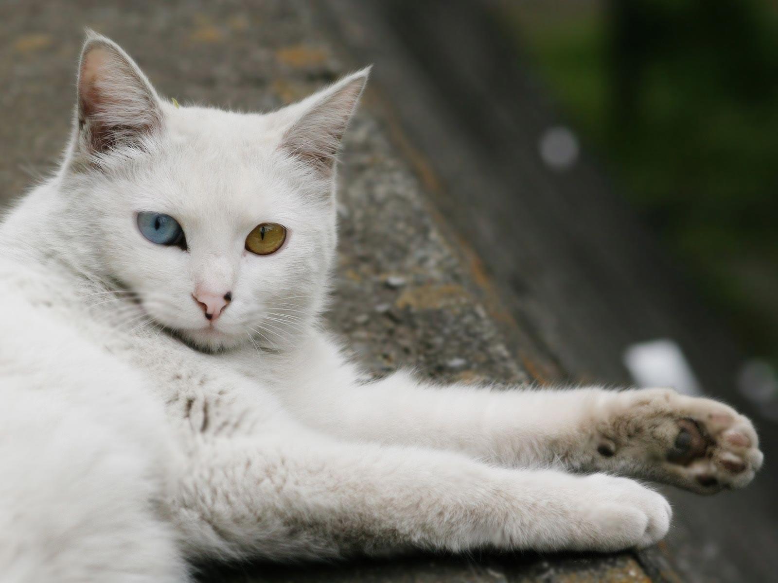 可爱白色猫咪吐舌萌图手机壁纸_手机壁纸_mm4000图片大全