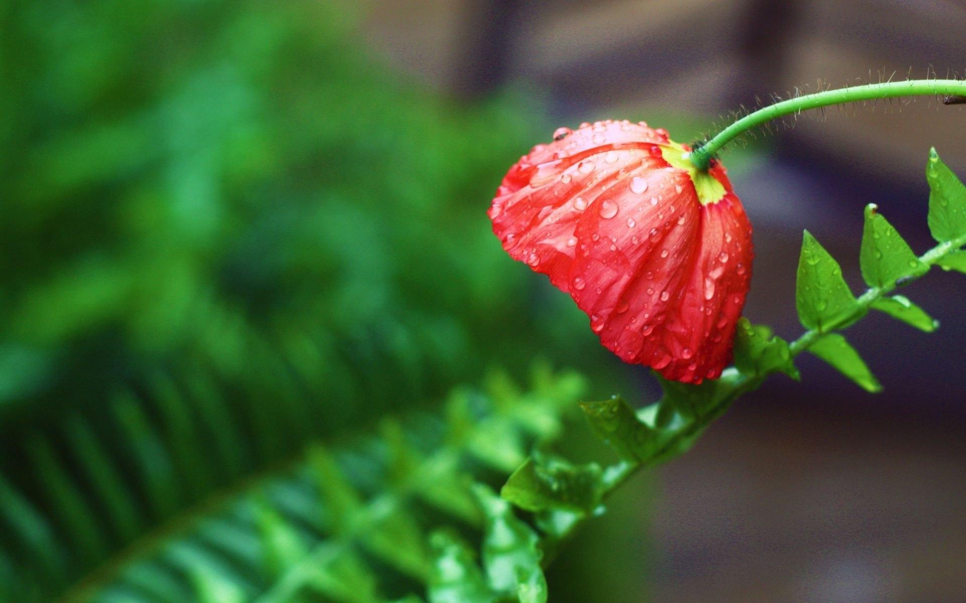 红花-药用植物花谱-图片