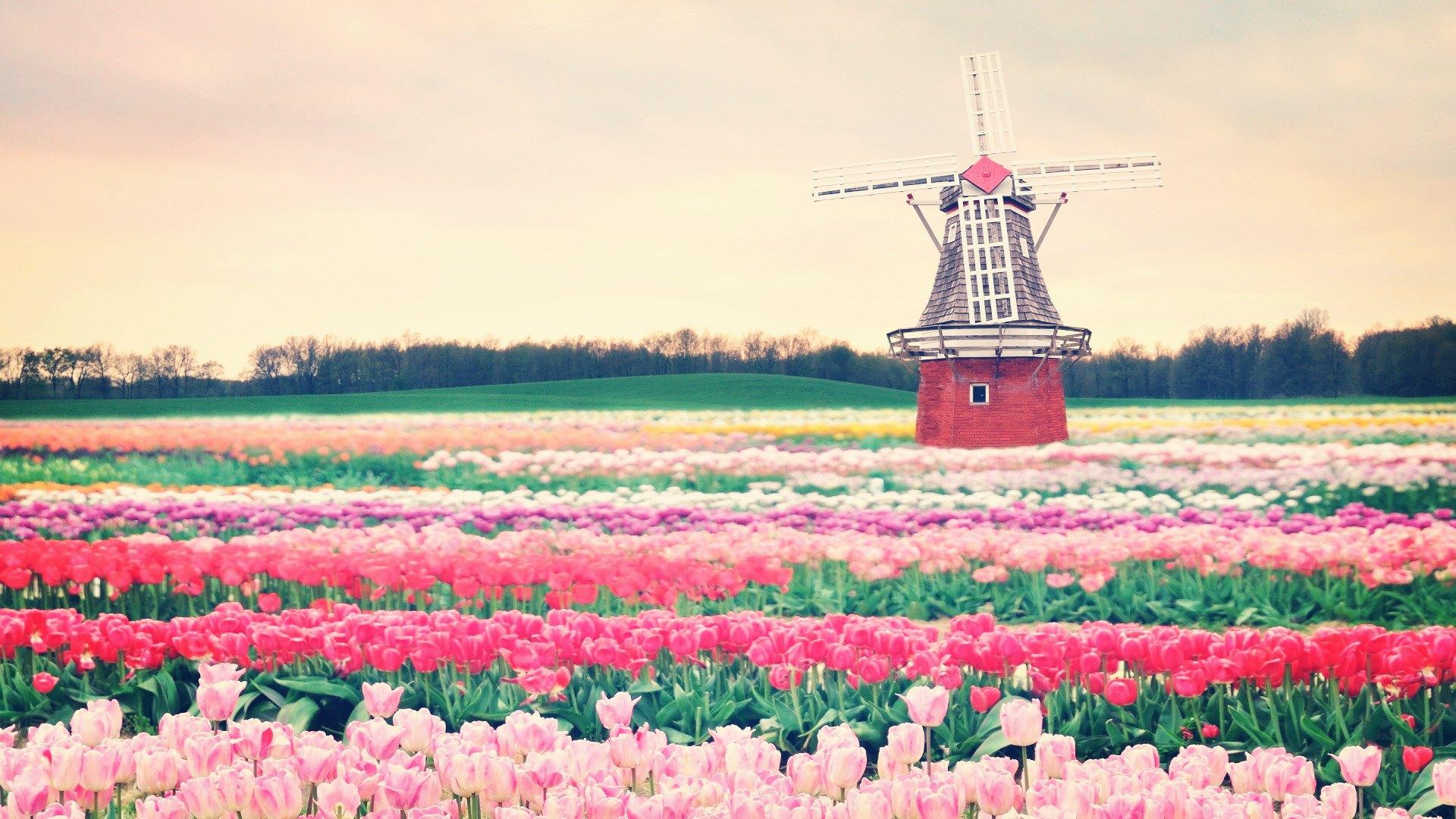 壁纸 粉红色的花田，郁金香，荷兰 2880x1800 HD 高清壁纸, 图片, 照片