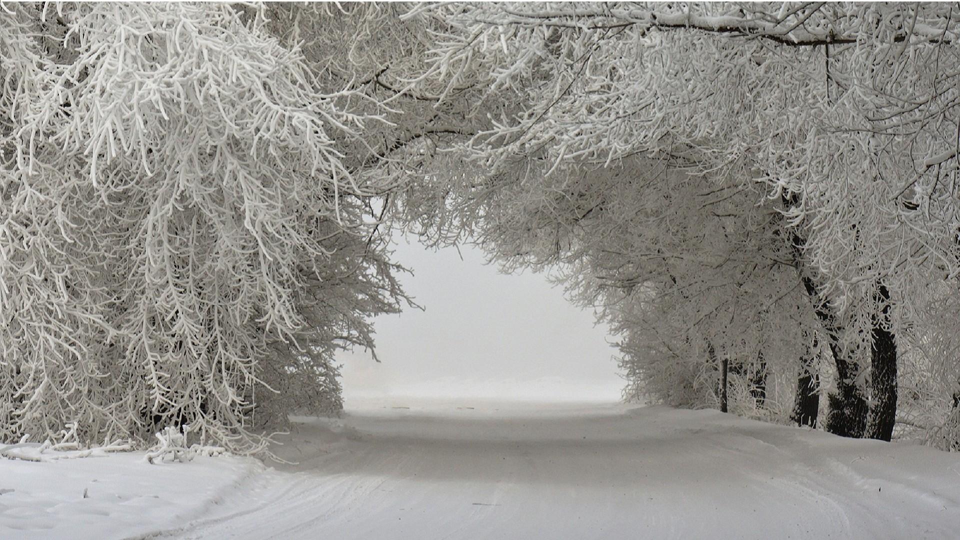 唯美冬季树木雪景自然风景壁纸-壁纸图片大全