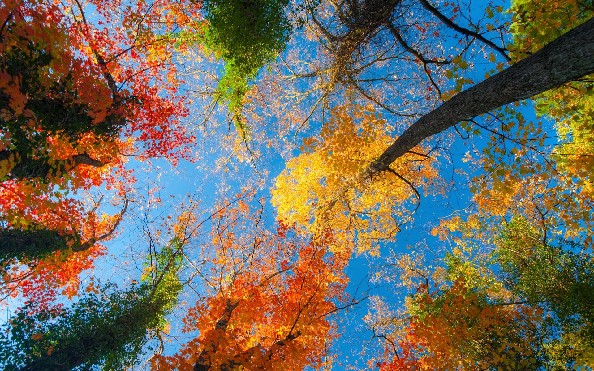秋天草原上的一棵大树高清壁纸-壁纸图片大全