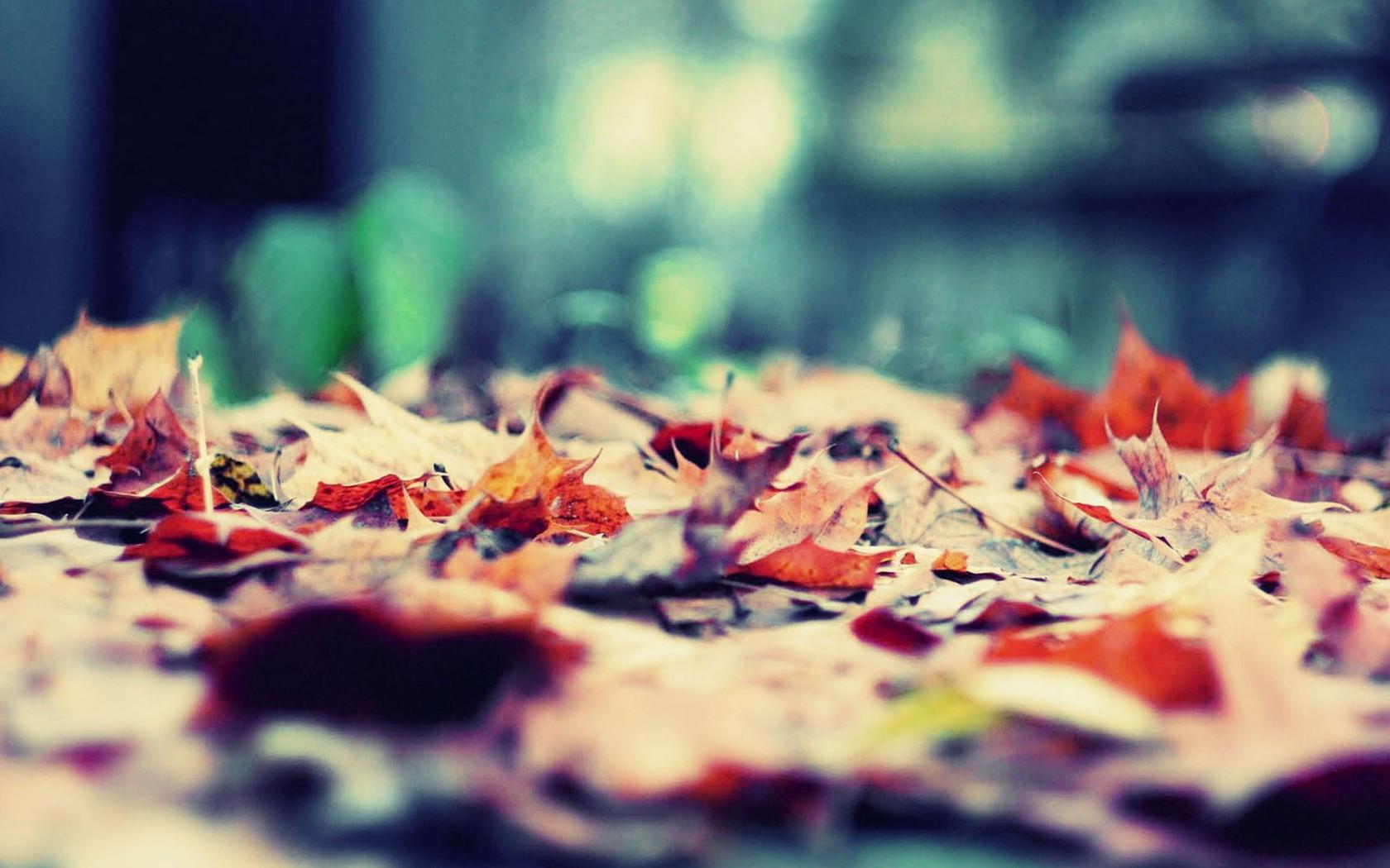 好看的秋天落叶唯美桌面壁纸-壁纸图片大全