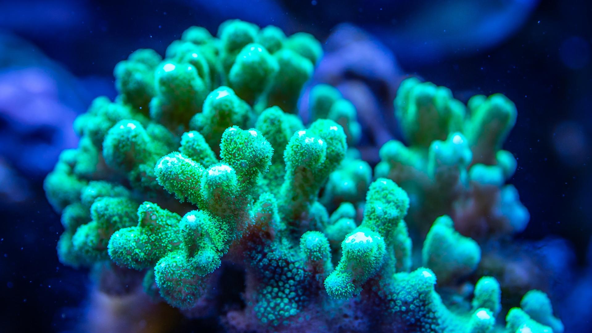 红珊瑚摄影图__海洋生物_生物世界_摄影图库_昵图网nipic.com