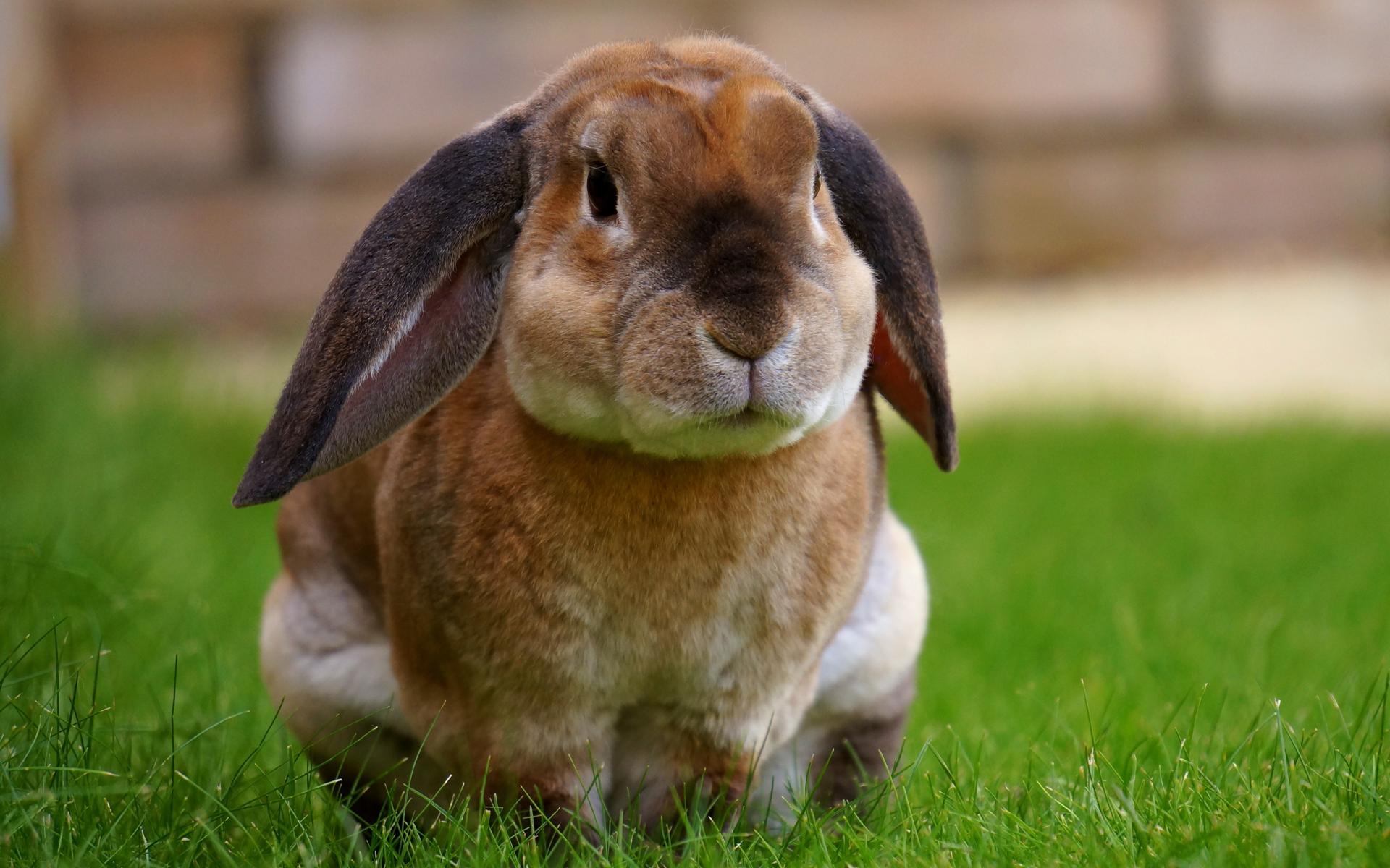 小兔子兔叽叽|摄影|宠物摄影|佳佳拍照片 - 原创作品 - 站酷 (ZCOOL)