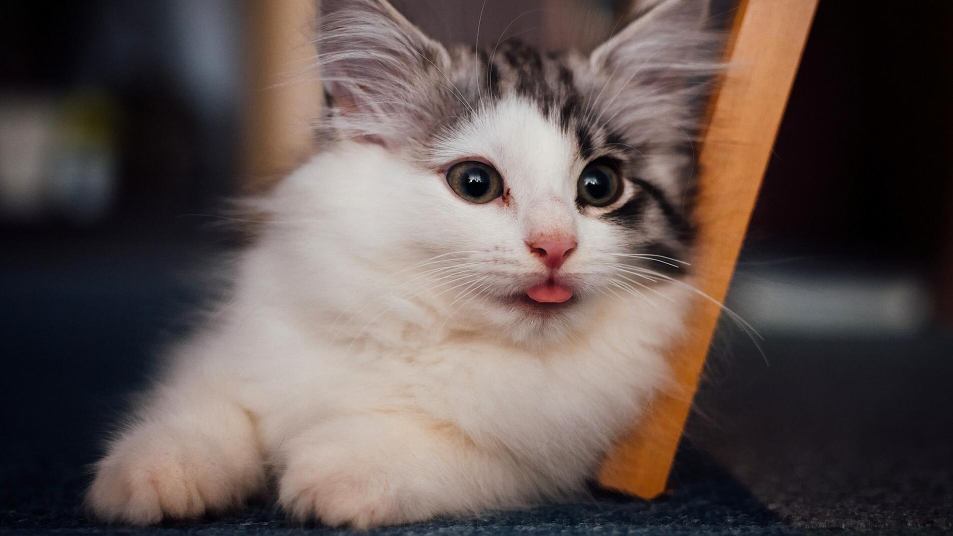 伸舌头的猫咪