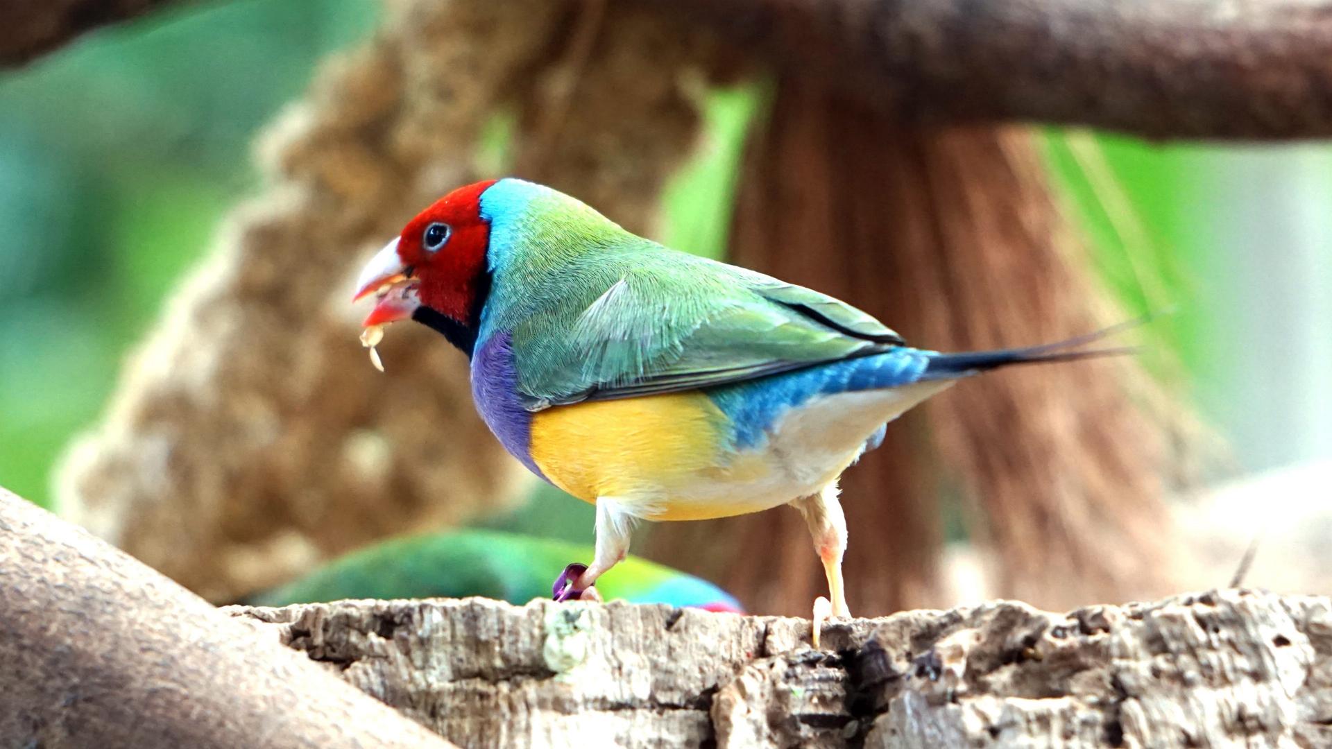 最漂亮的鸟_最罕见的鸟,太美了_中国排行网