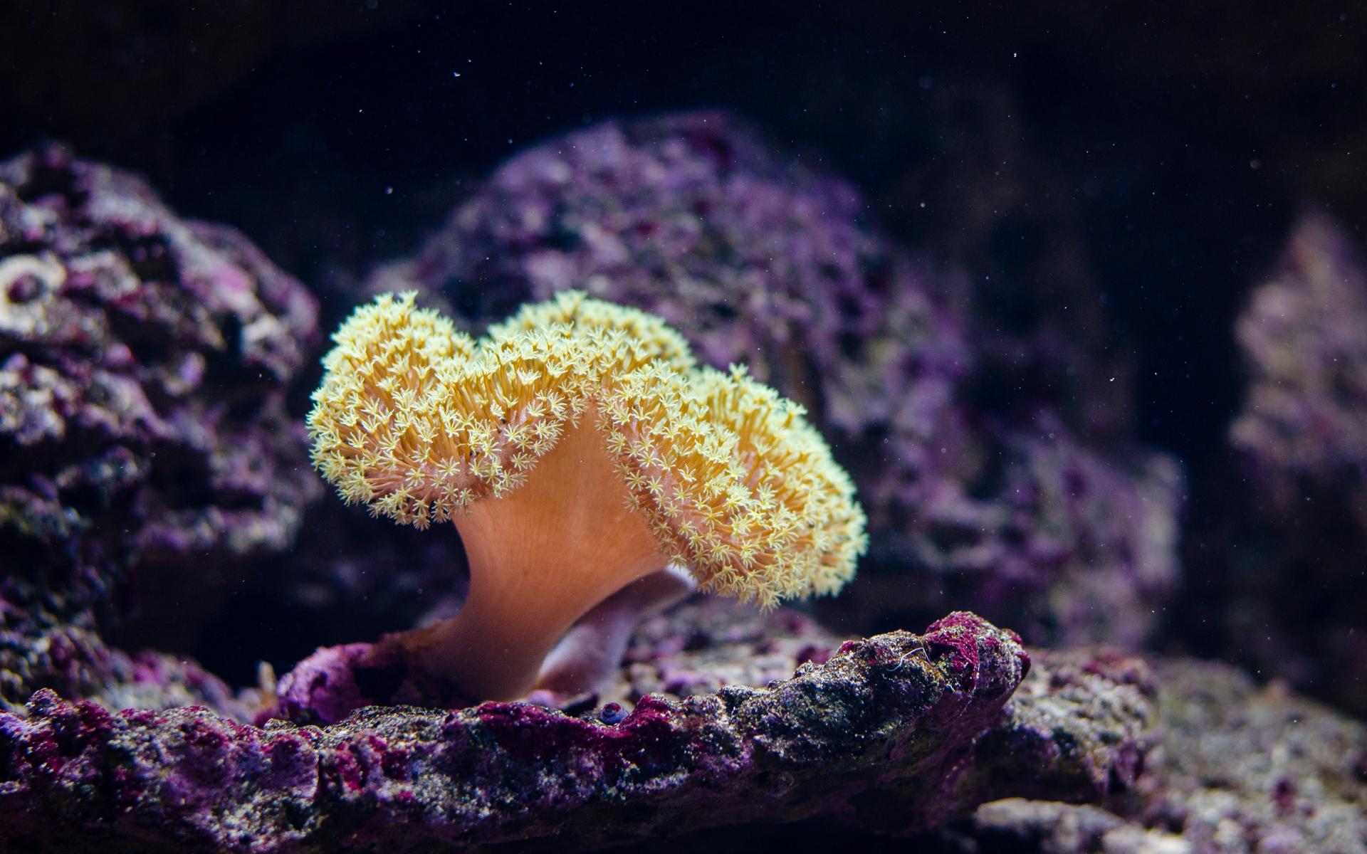 【携程攻略】景点,帕劳软珊瑚区有着色彩鲜艳的珊瑚，有时可能已经见不到底了，却见美丽…
