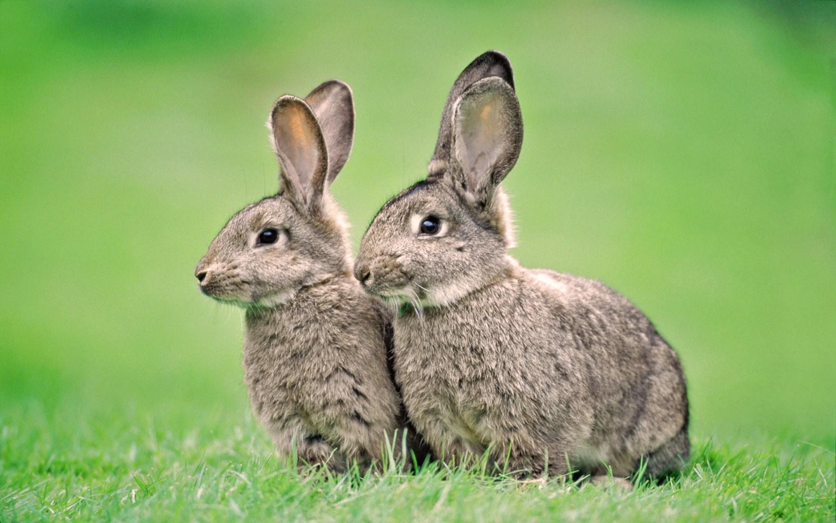 图片素材 : 野生动物, 哺乳动物, 动物群, 脊椎动物, 国内兔, 兔子和野兔 4320x3240 - - 109103 - 素材中国, 高清壁纸 - PxHere摄影图库