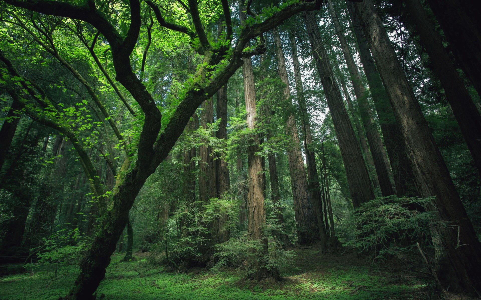 Download Nature Forest 4k Ultra HD Wallpaper