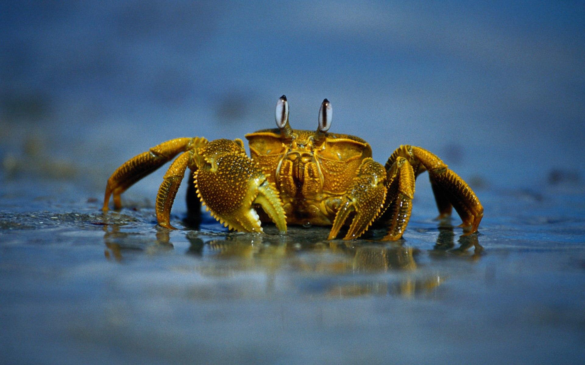 吸血鬼螃蟹 库存图片. 图片 包括有 甲壳, 异乎寻常, 沿海, 详细资料, 节肢动物, 生物, 地方性 - 107071705